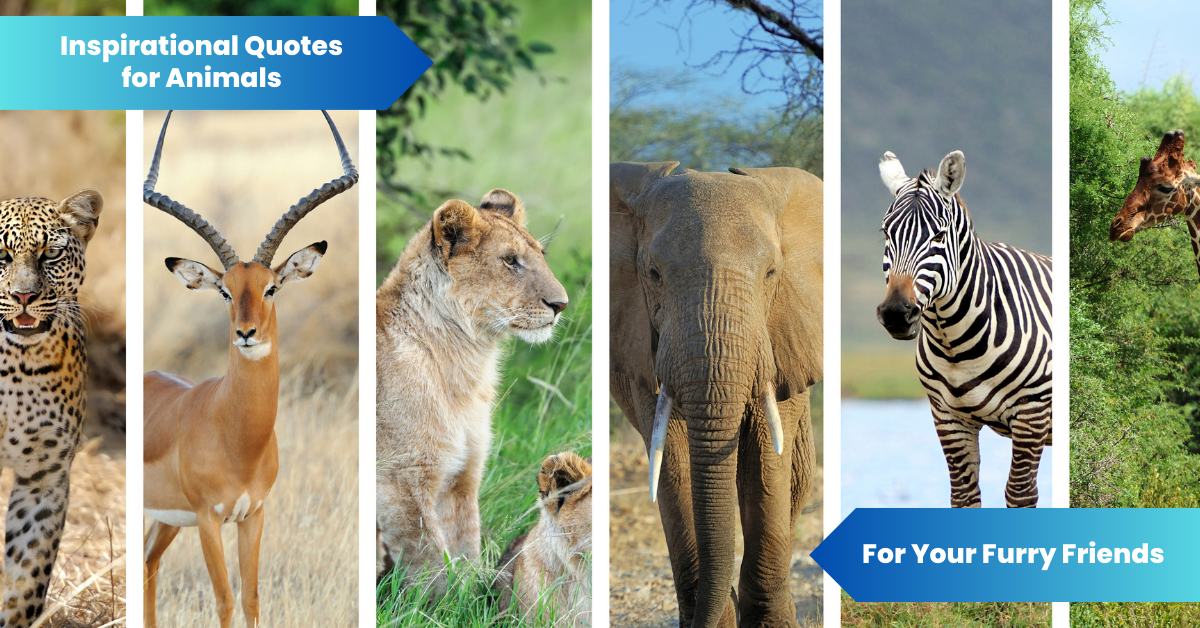 inspirational quotes for Animals