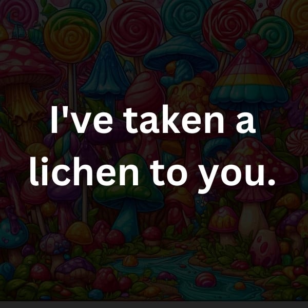I've taken a lichen to you