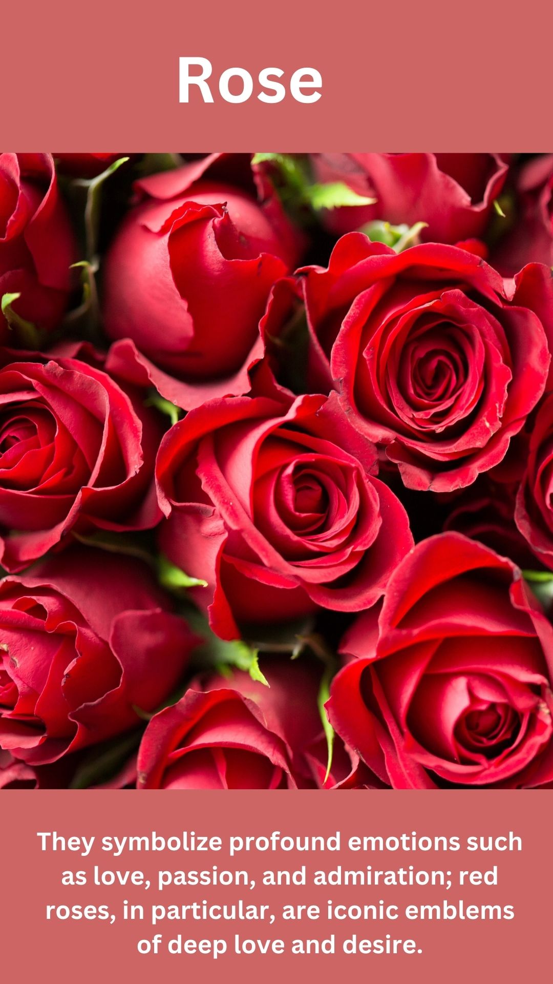 rose