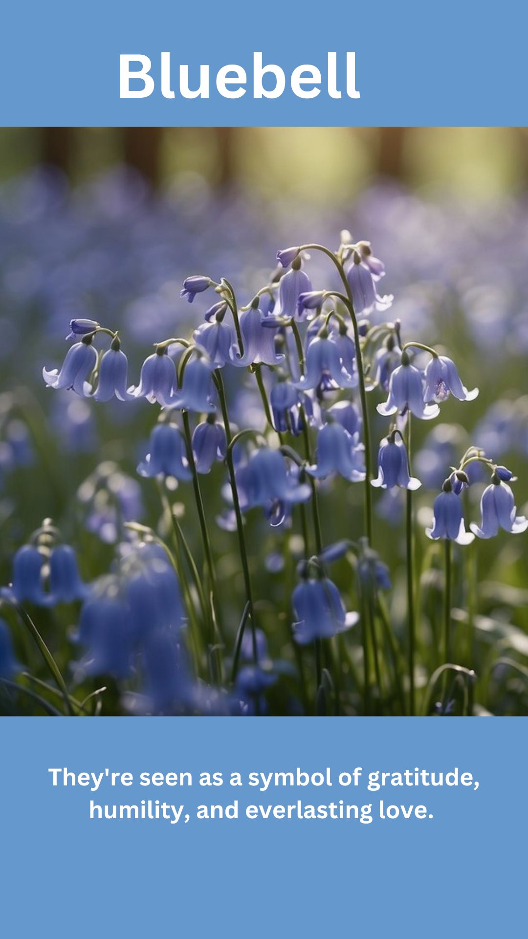 Bluebell