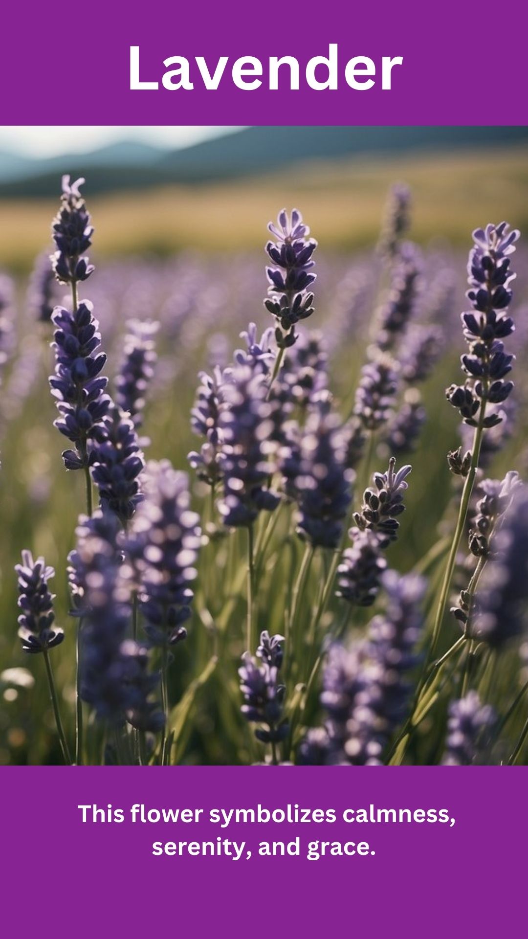 Lavender
