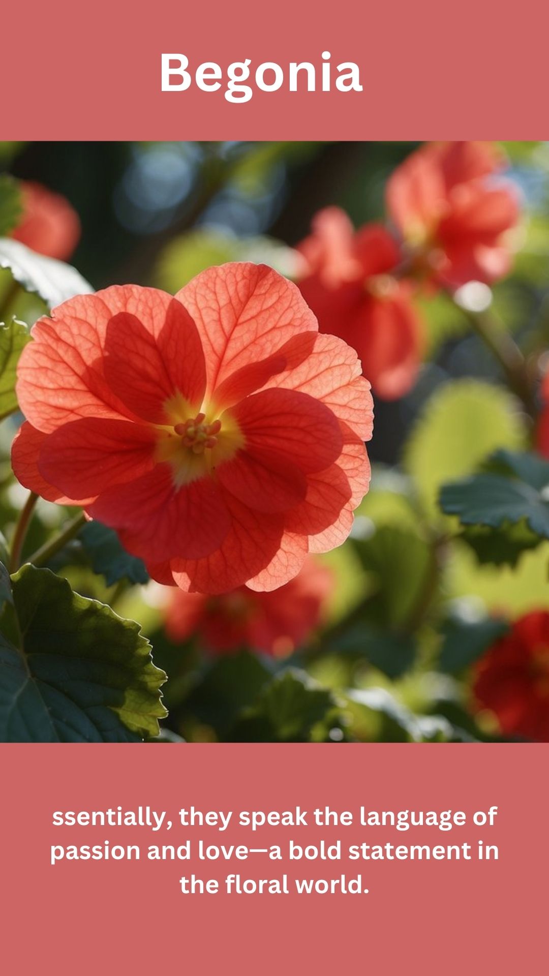 Begonia