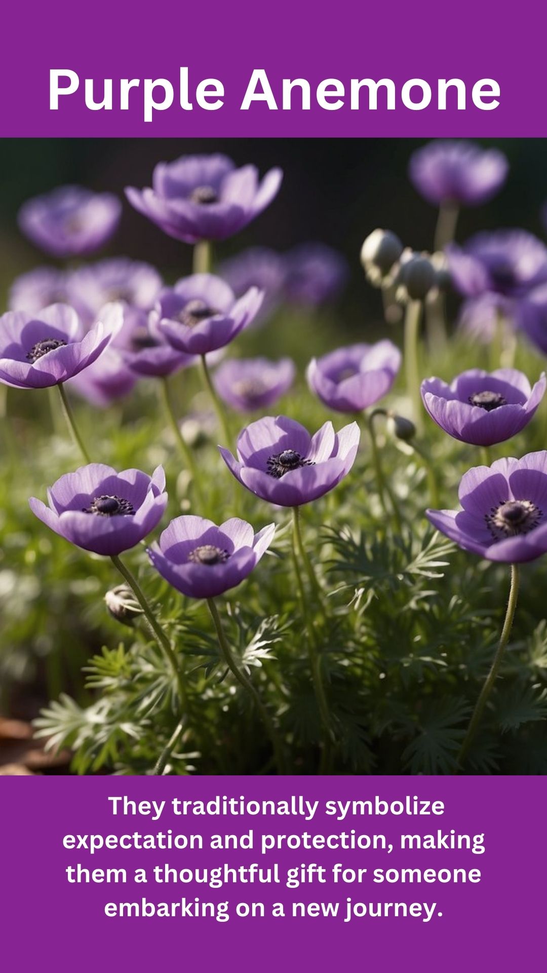 Anemone