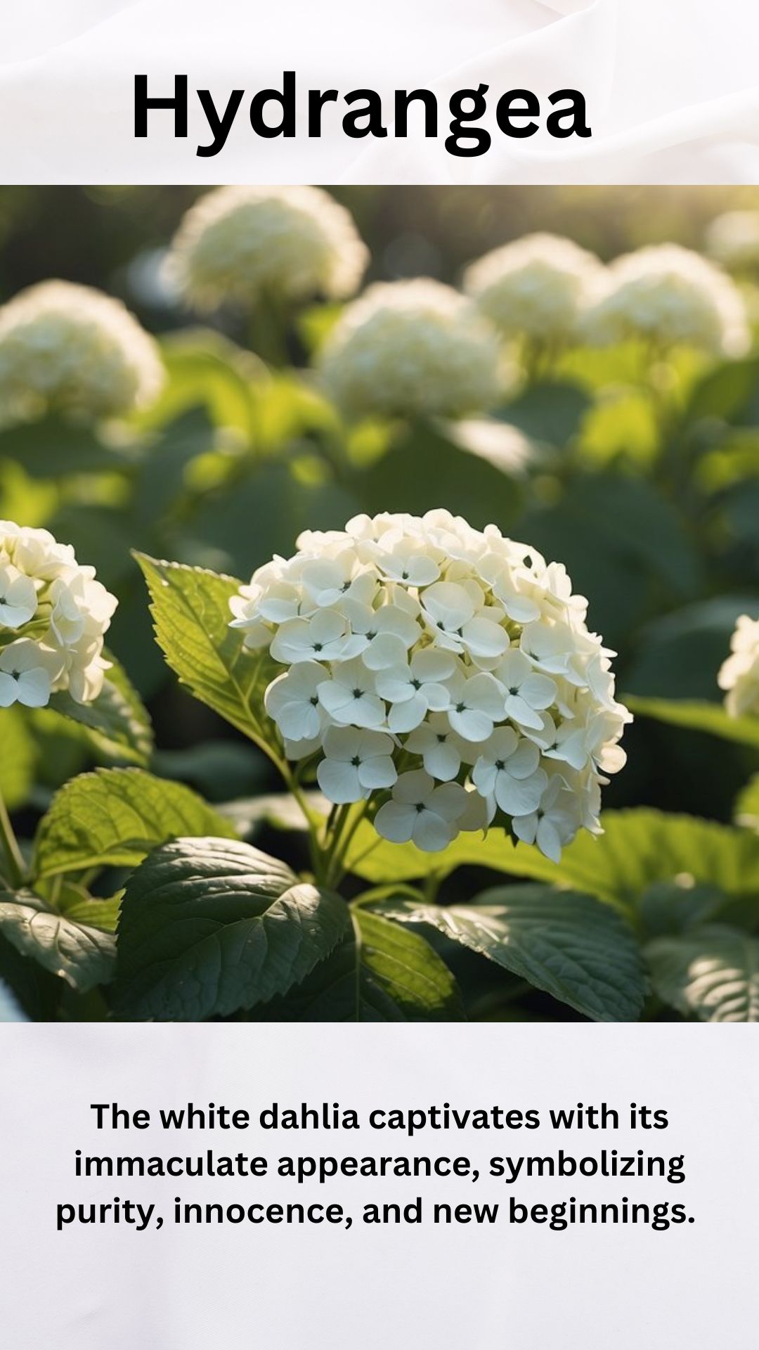White Hydrangea