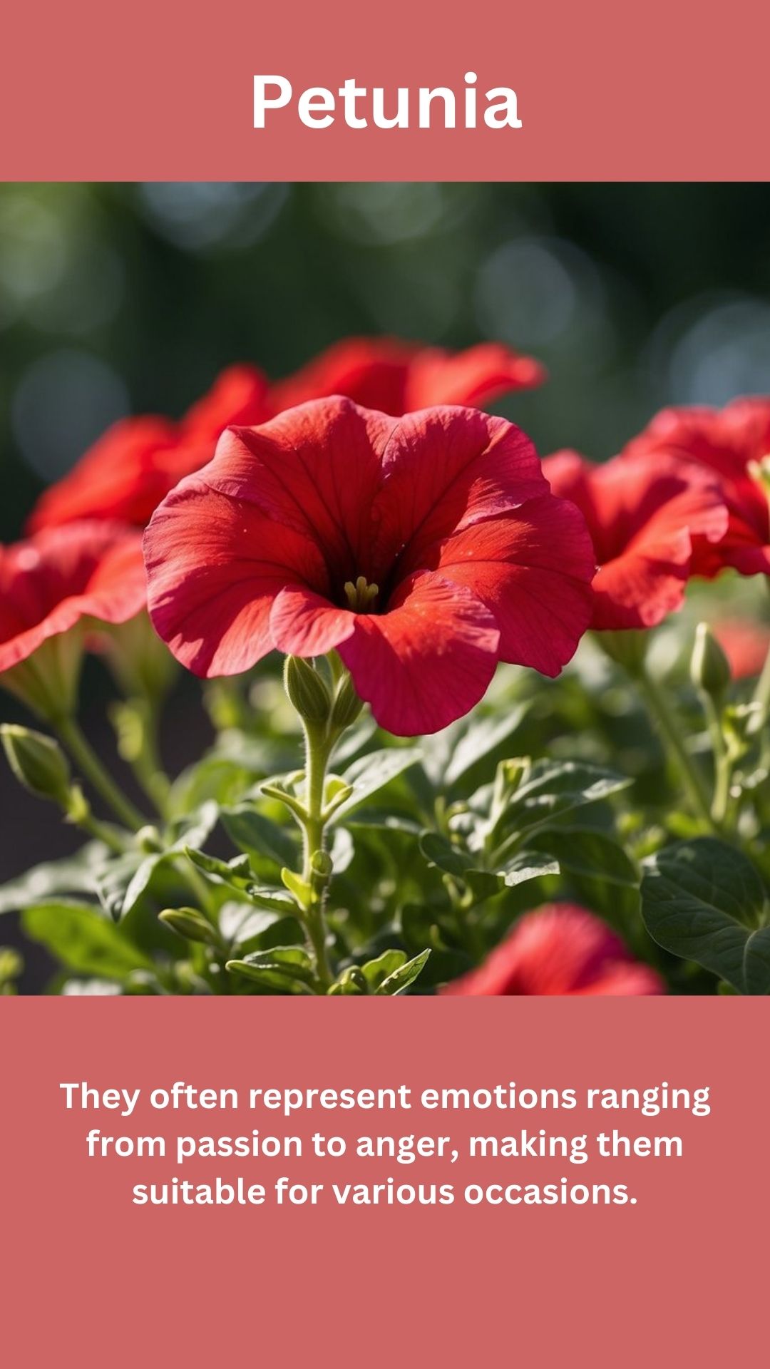 Petunia