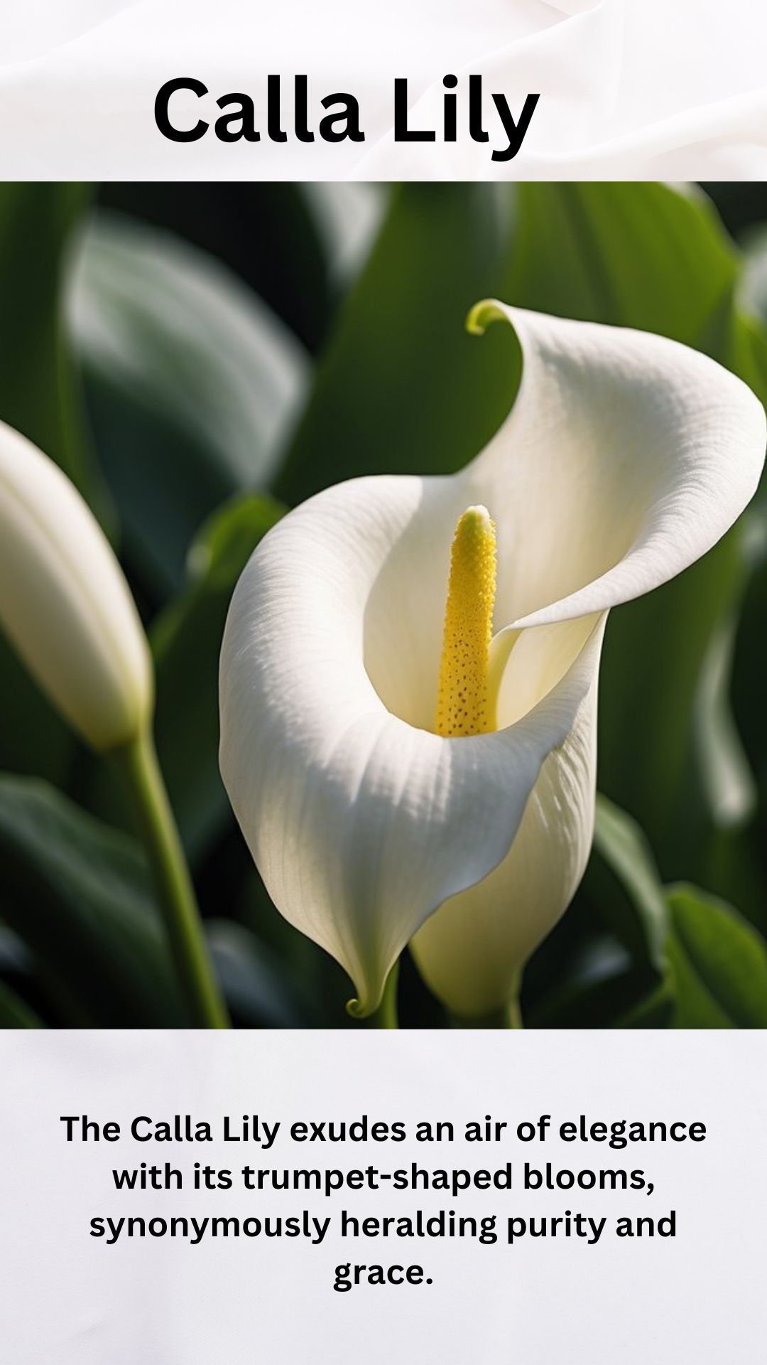 Calla Lily