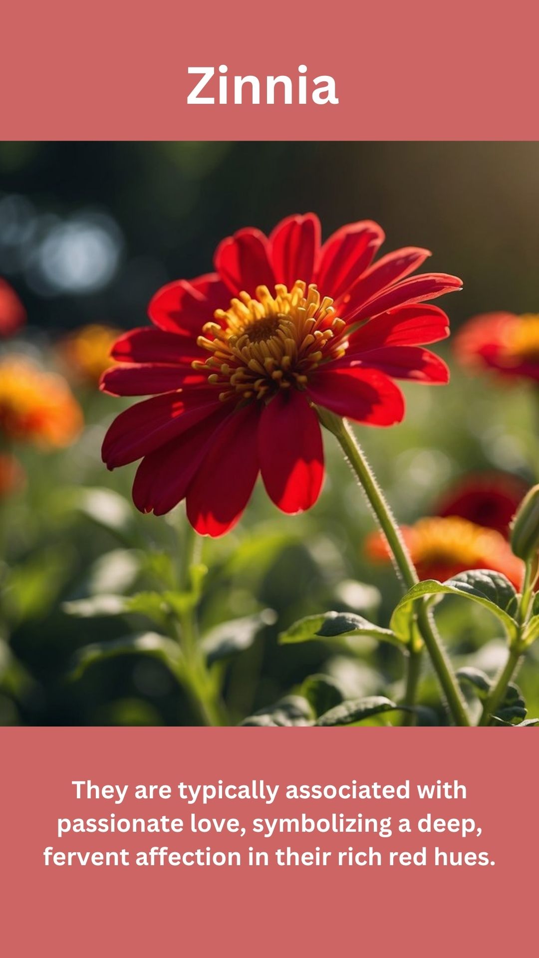 Zinnia