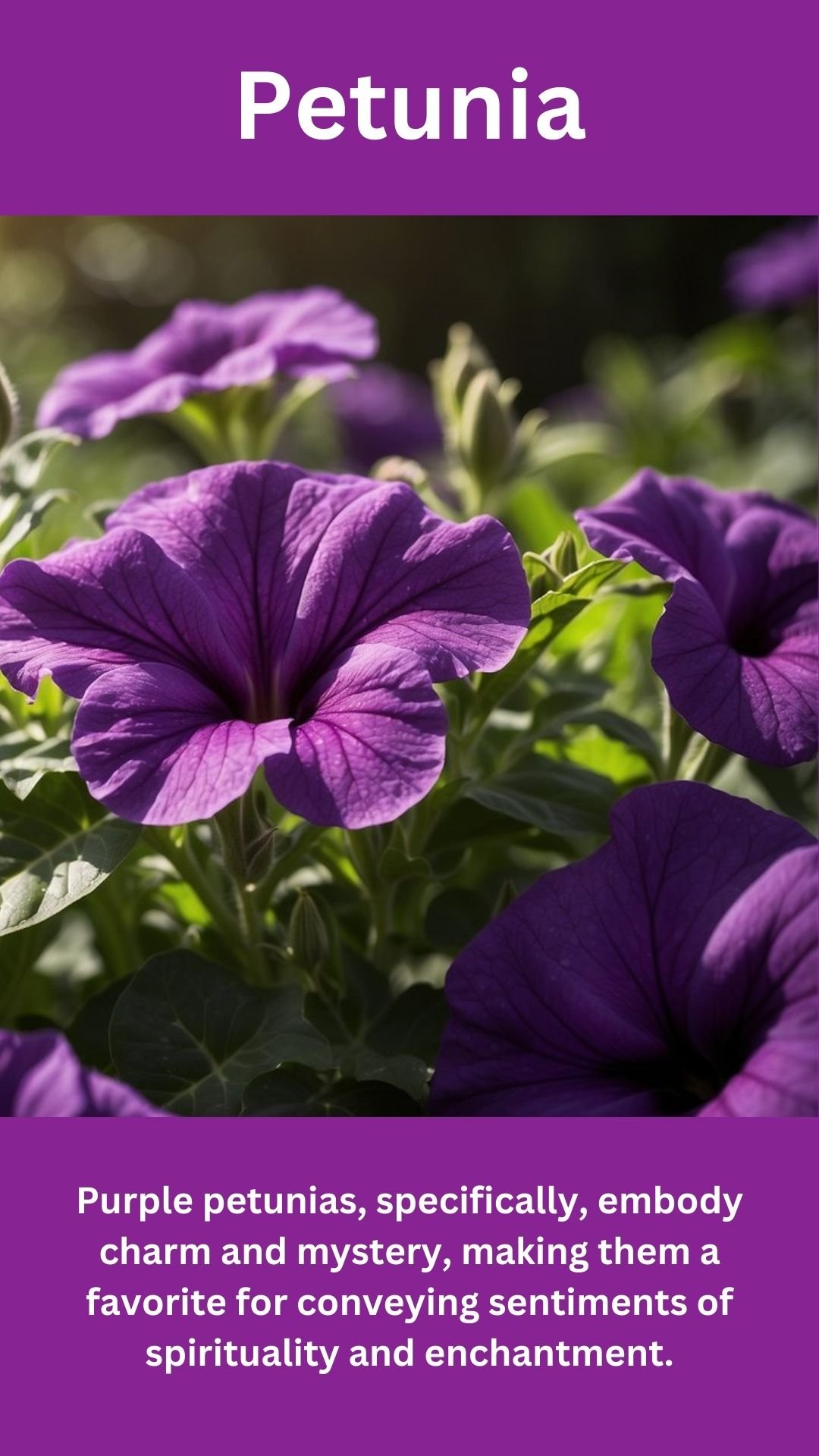 Petunia