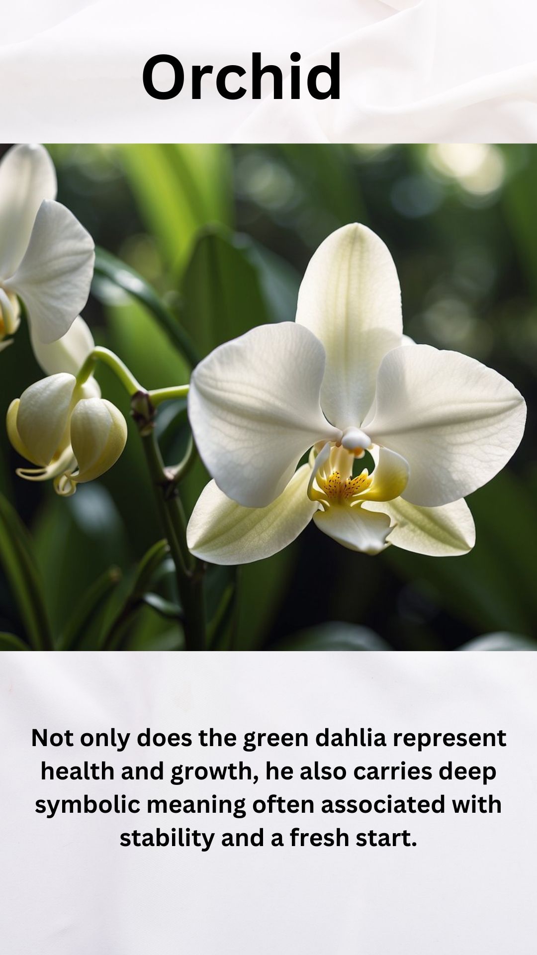 White Orchid