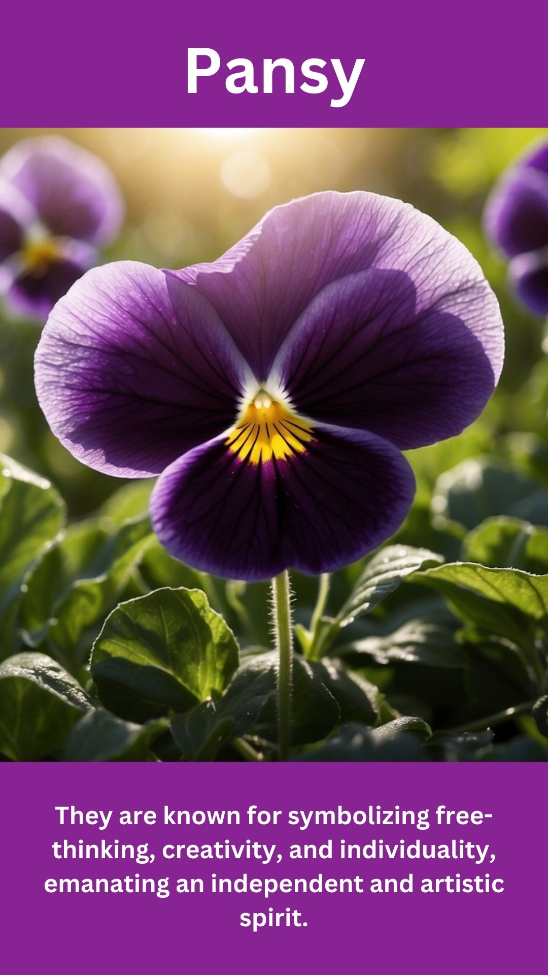 Pansy