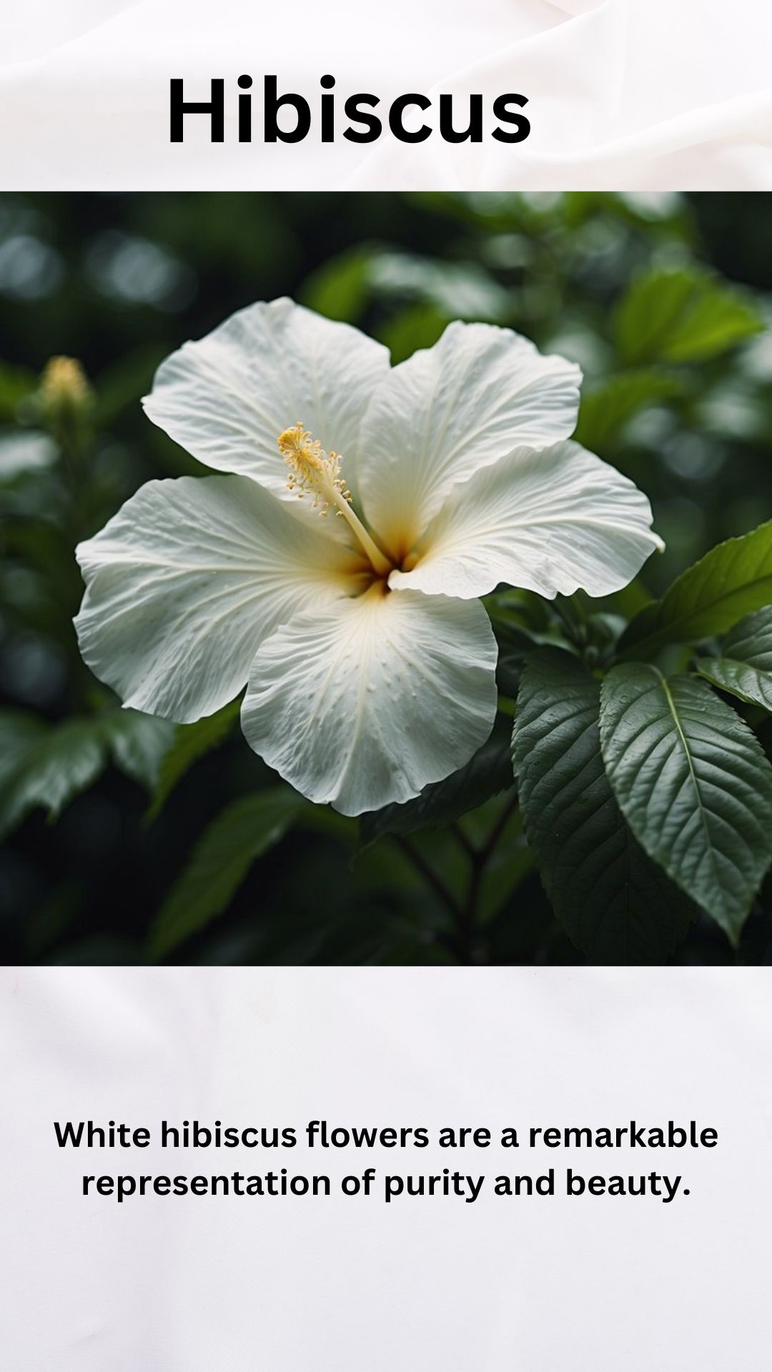 White Hibiscus