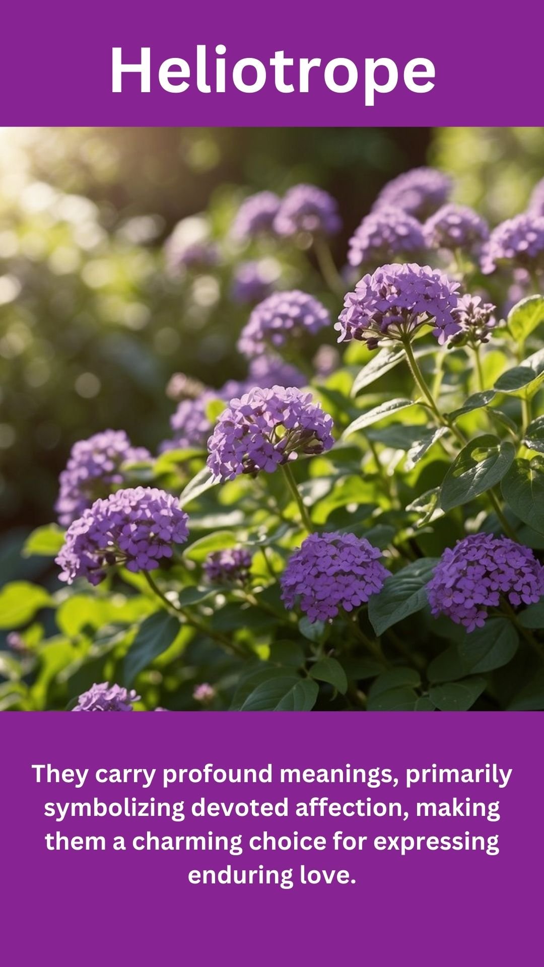 Heliotrope