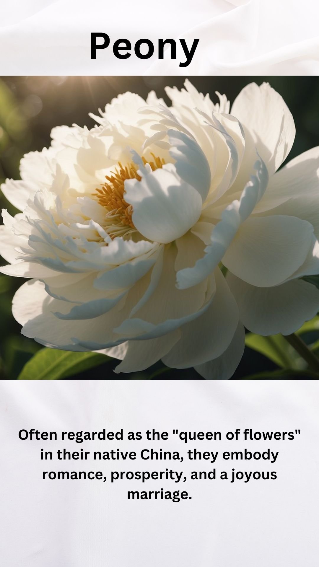 White Peony