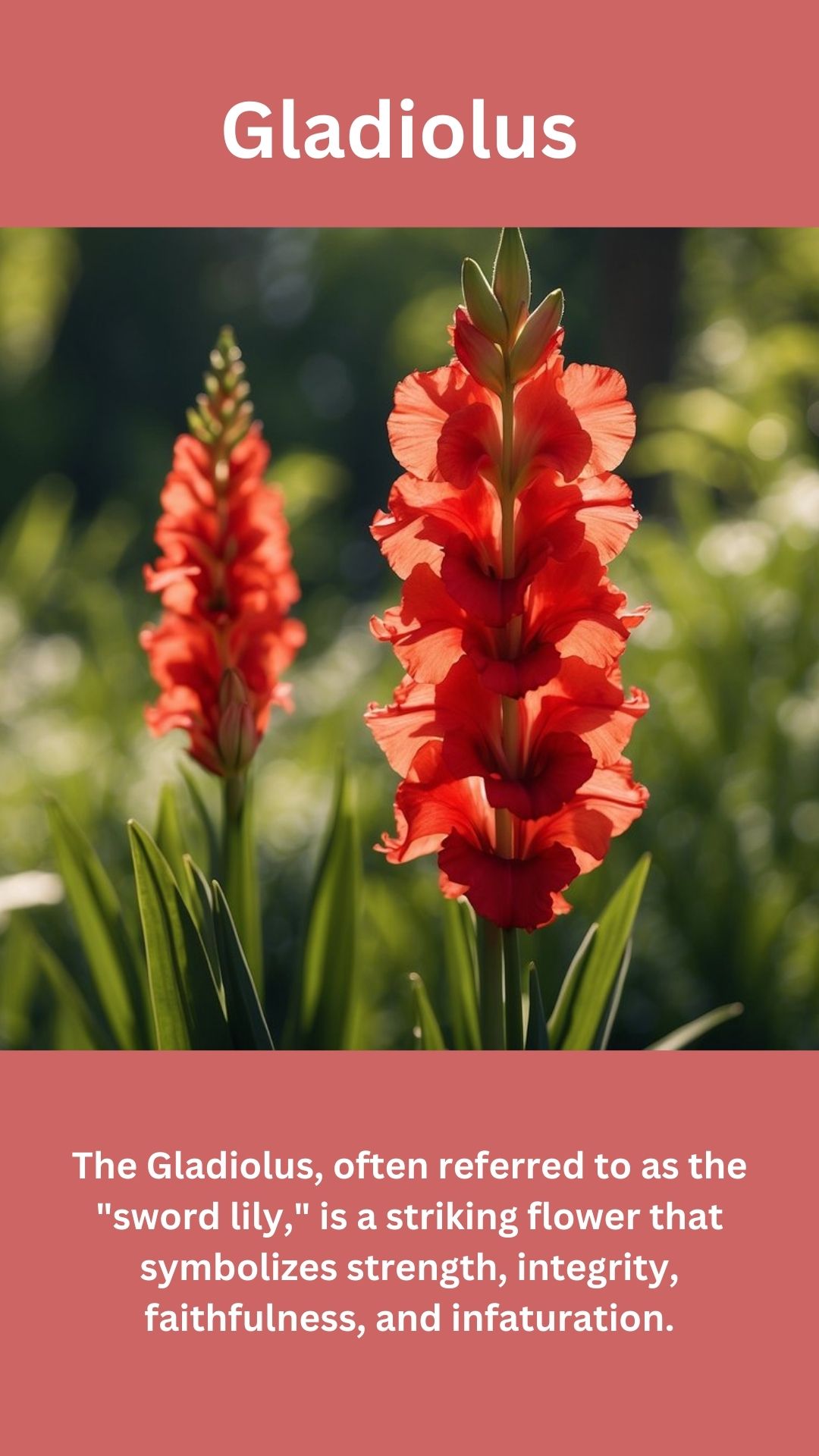 Gladiolus