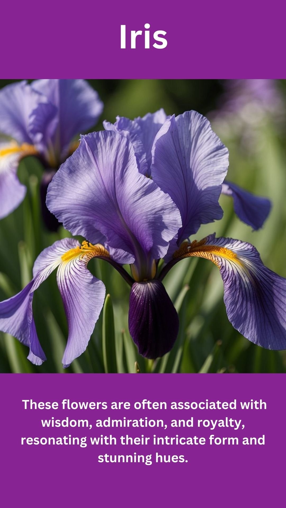 Iris