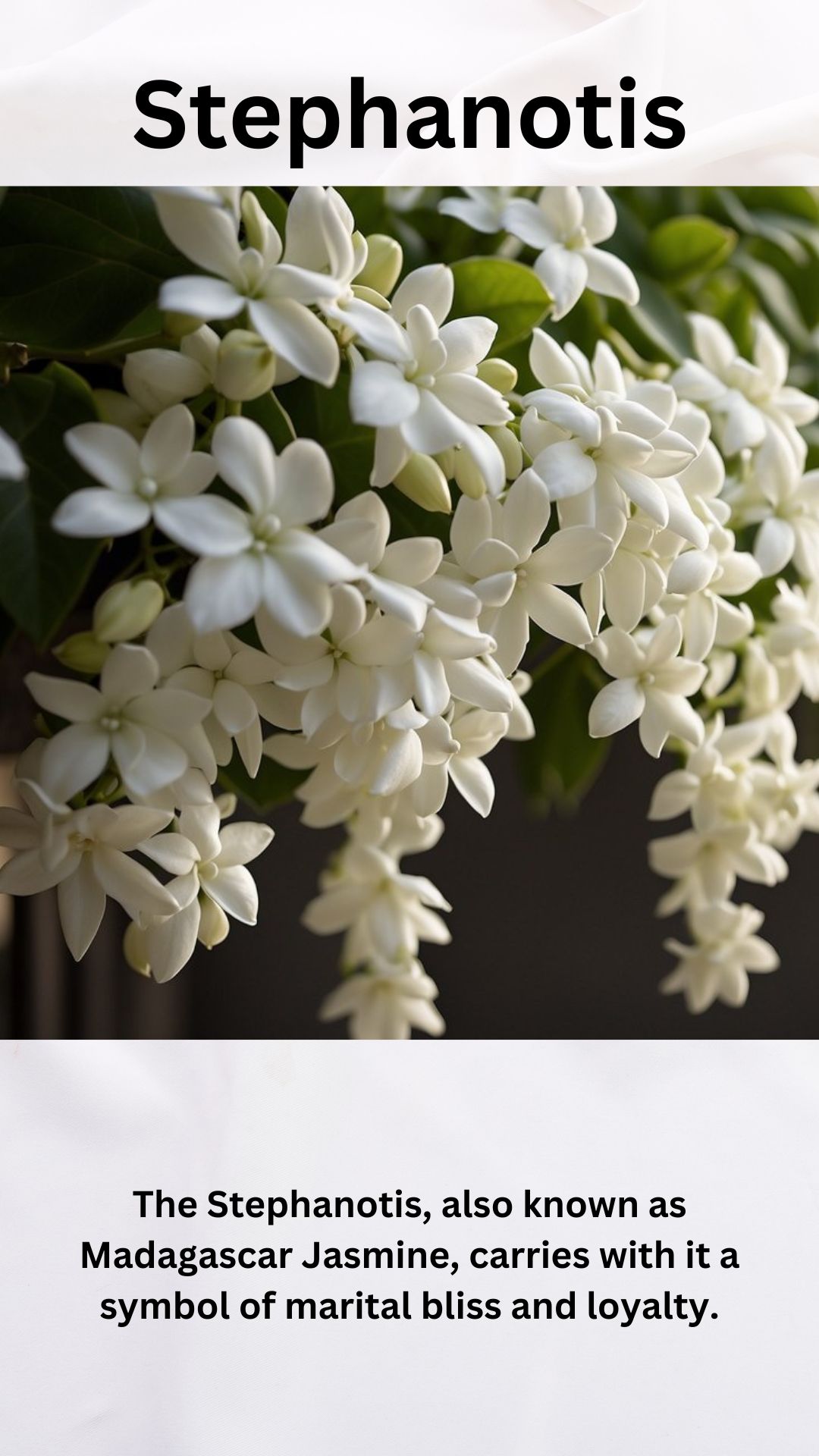 Stephanotis