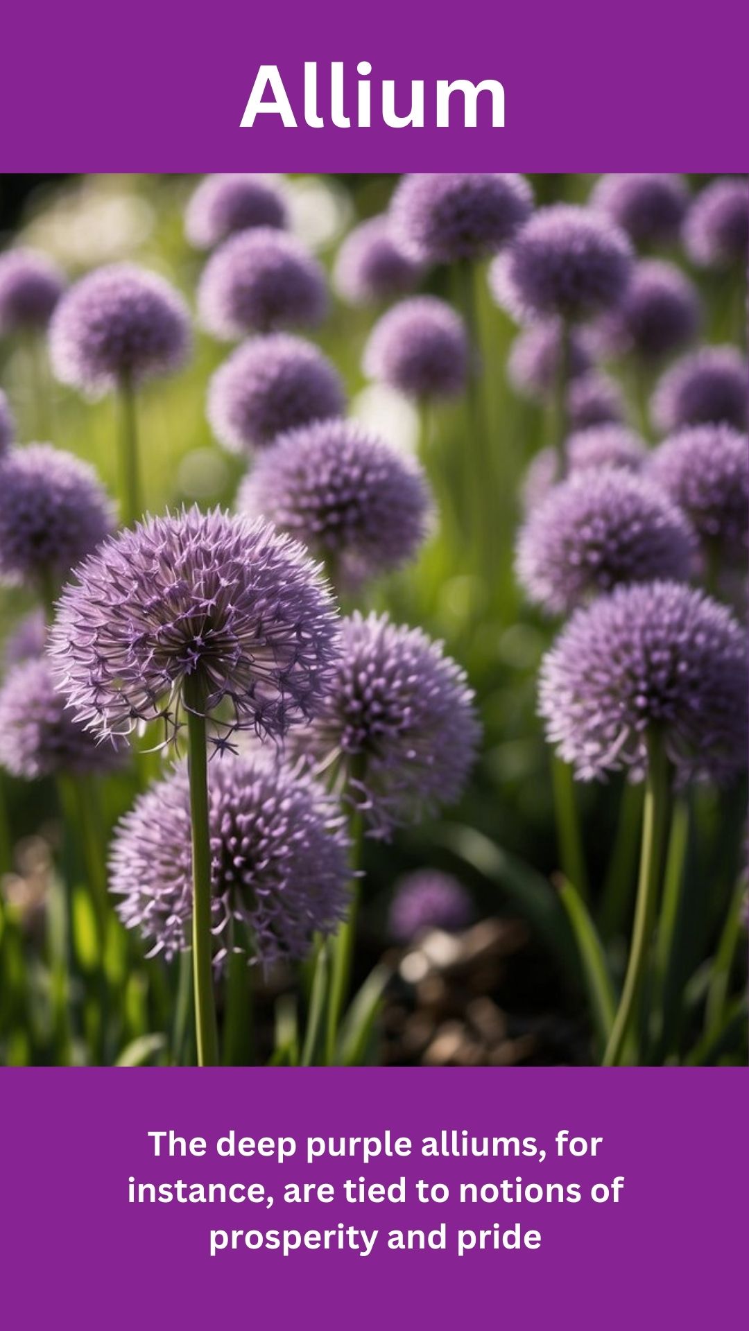 Allium
