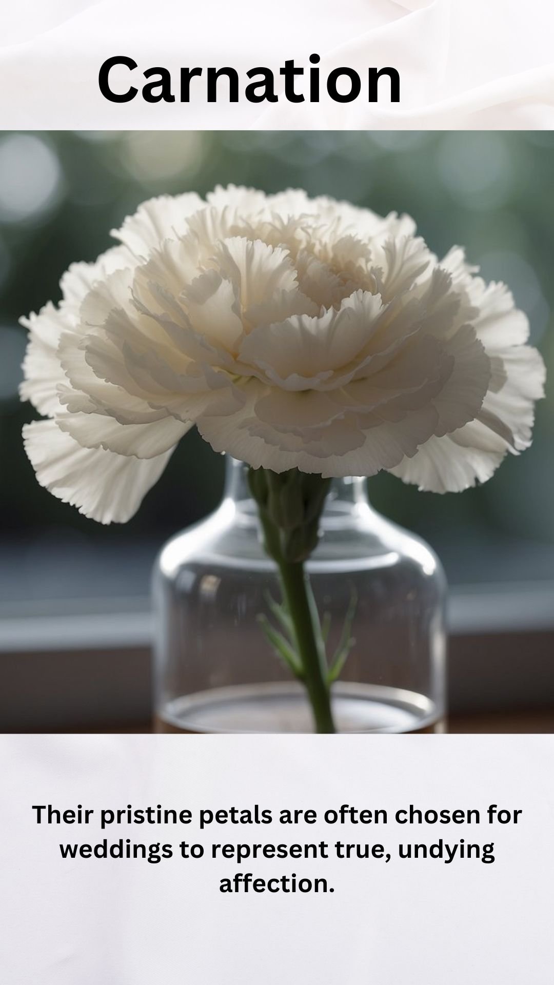 White Carnation