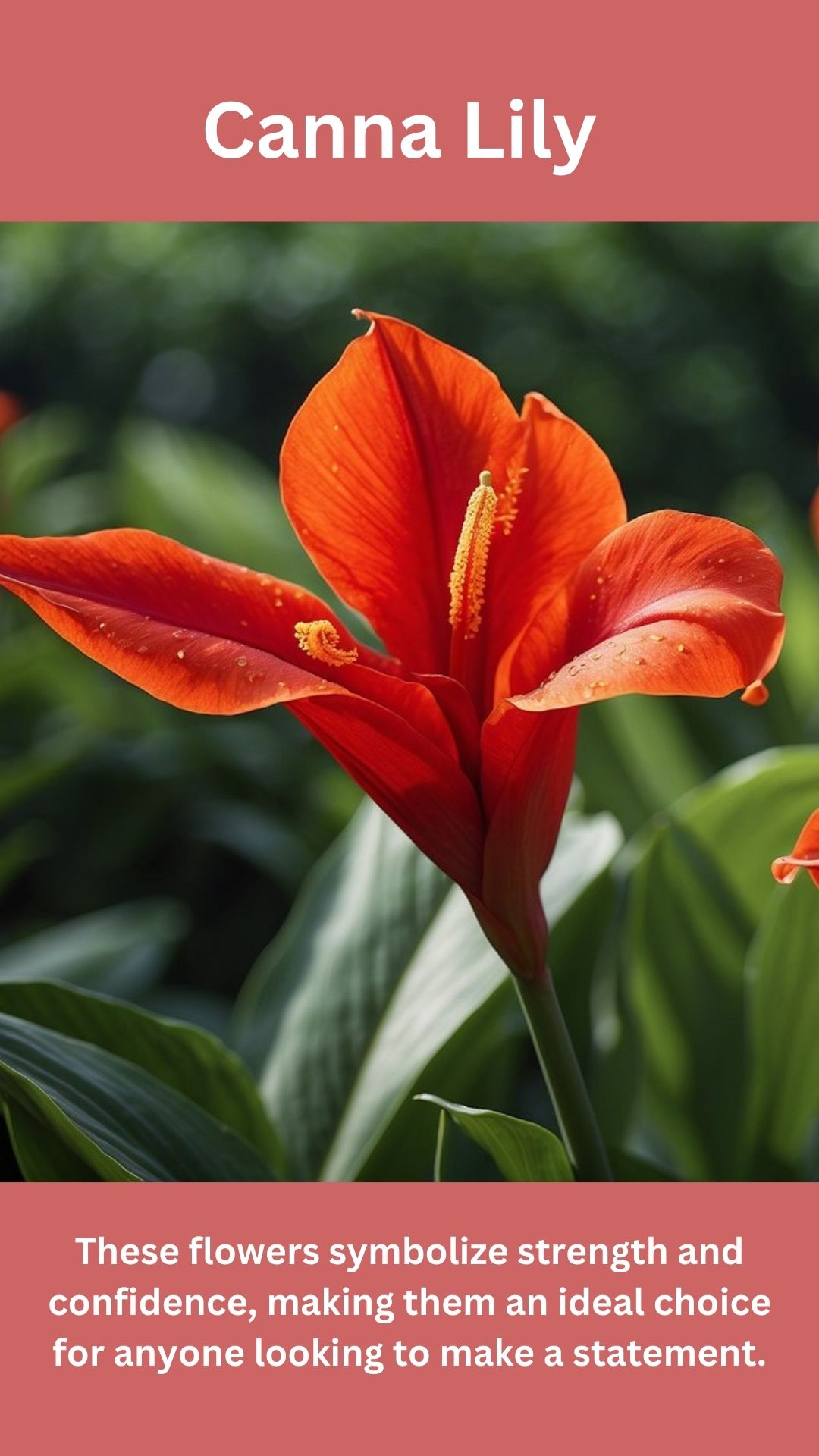 Canna Lily
