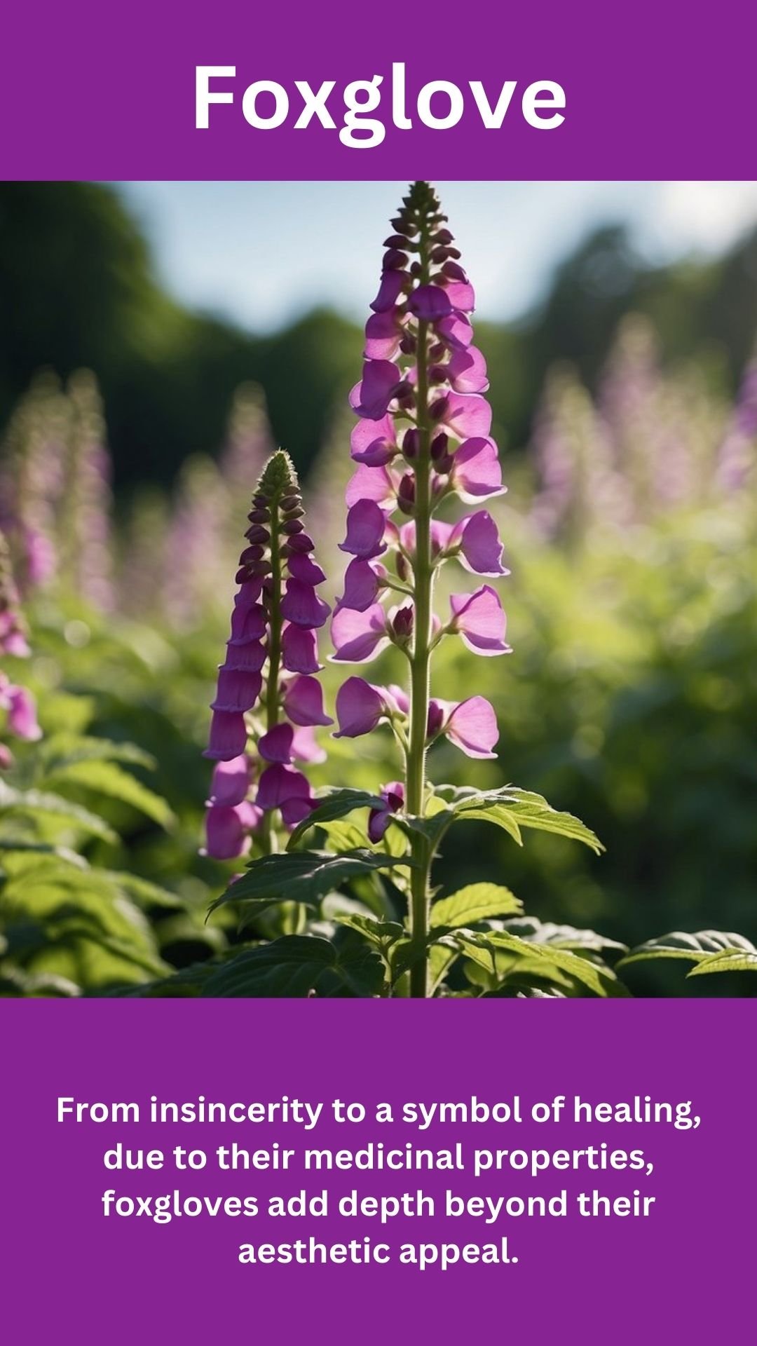 Foxglove