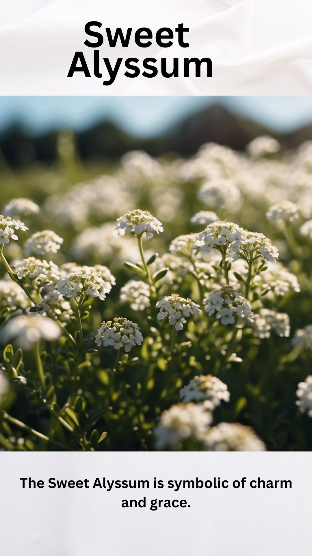 Sweet Alyssum