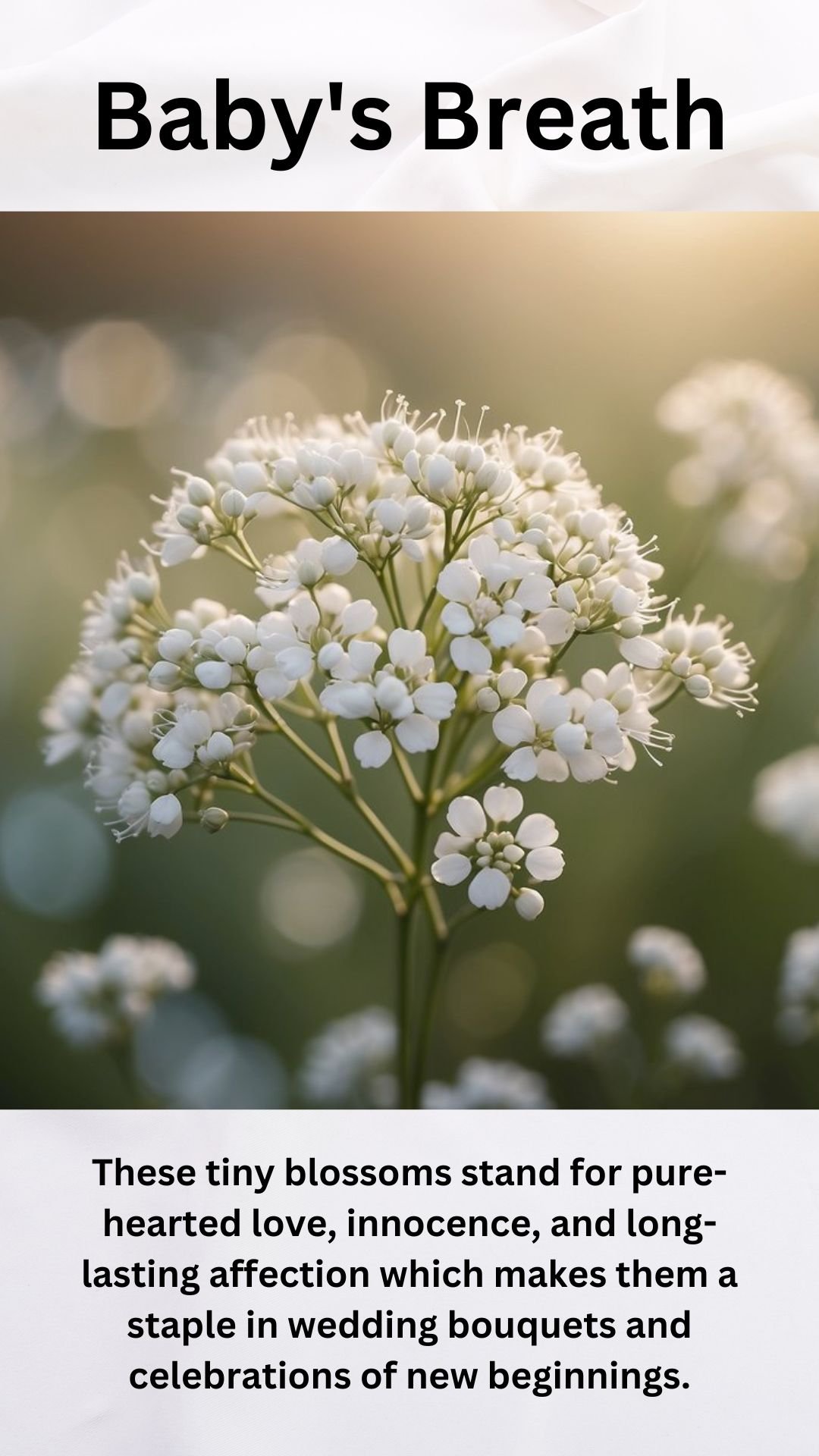 Baby's Breath