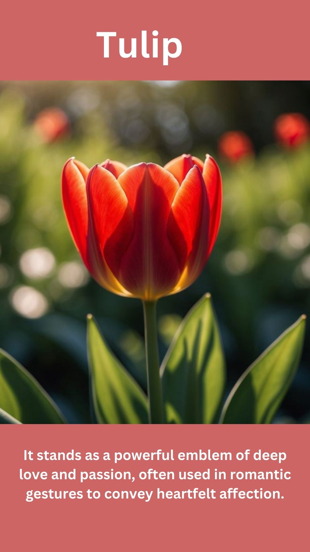 Tulip
