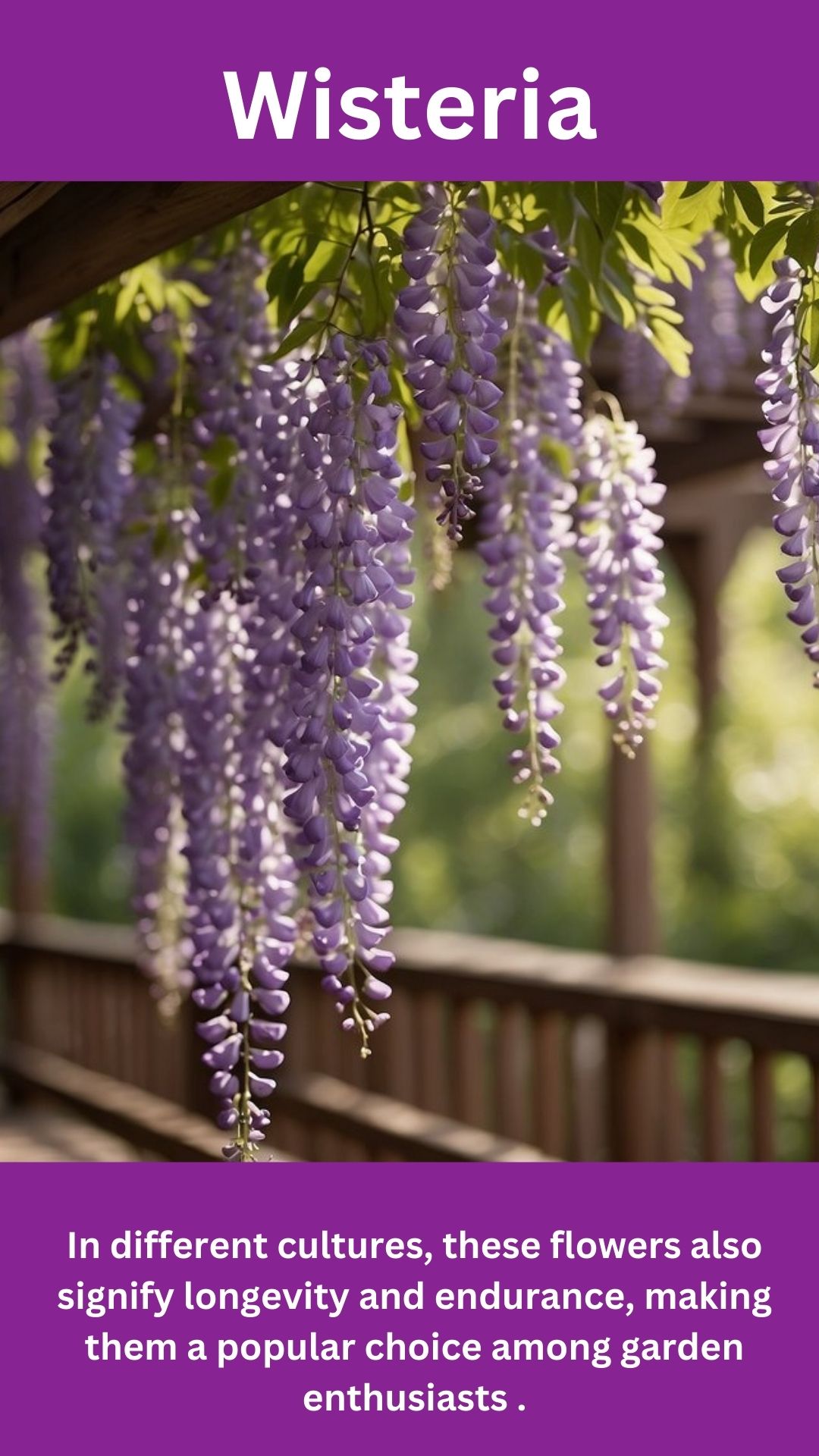 Wisteria