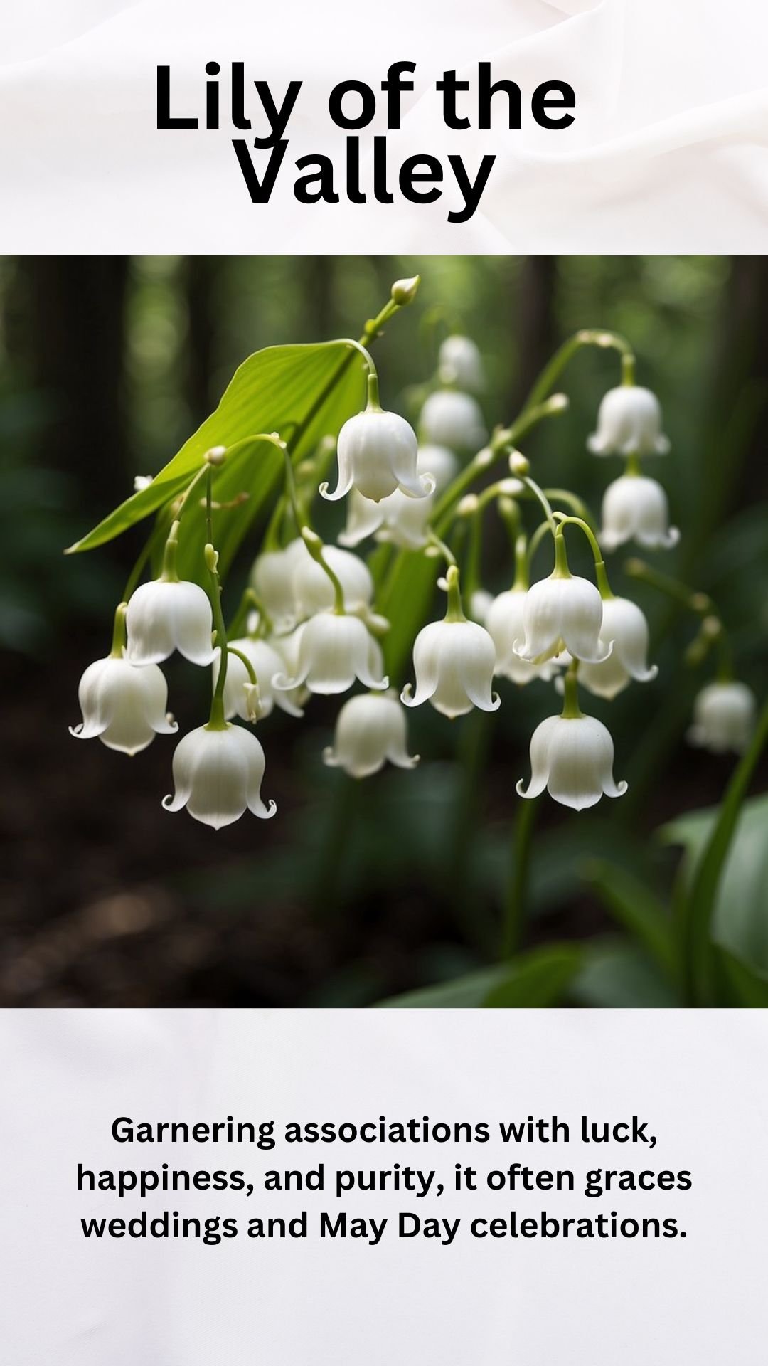 Lily Of The Valley