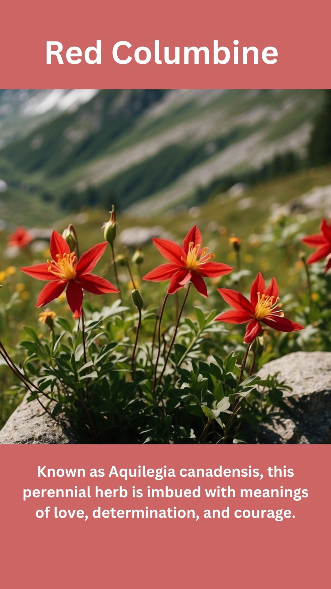 Red Columbine