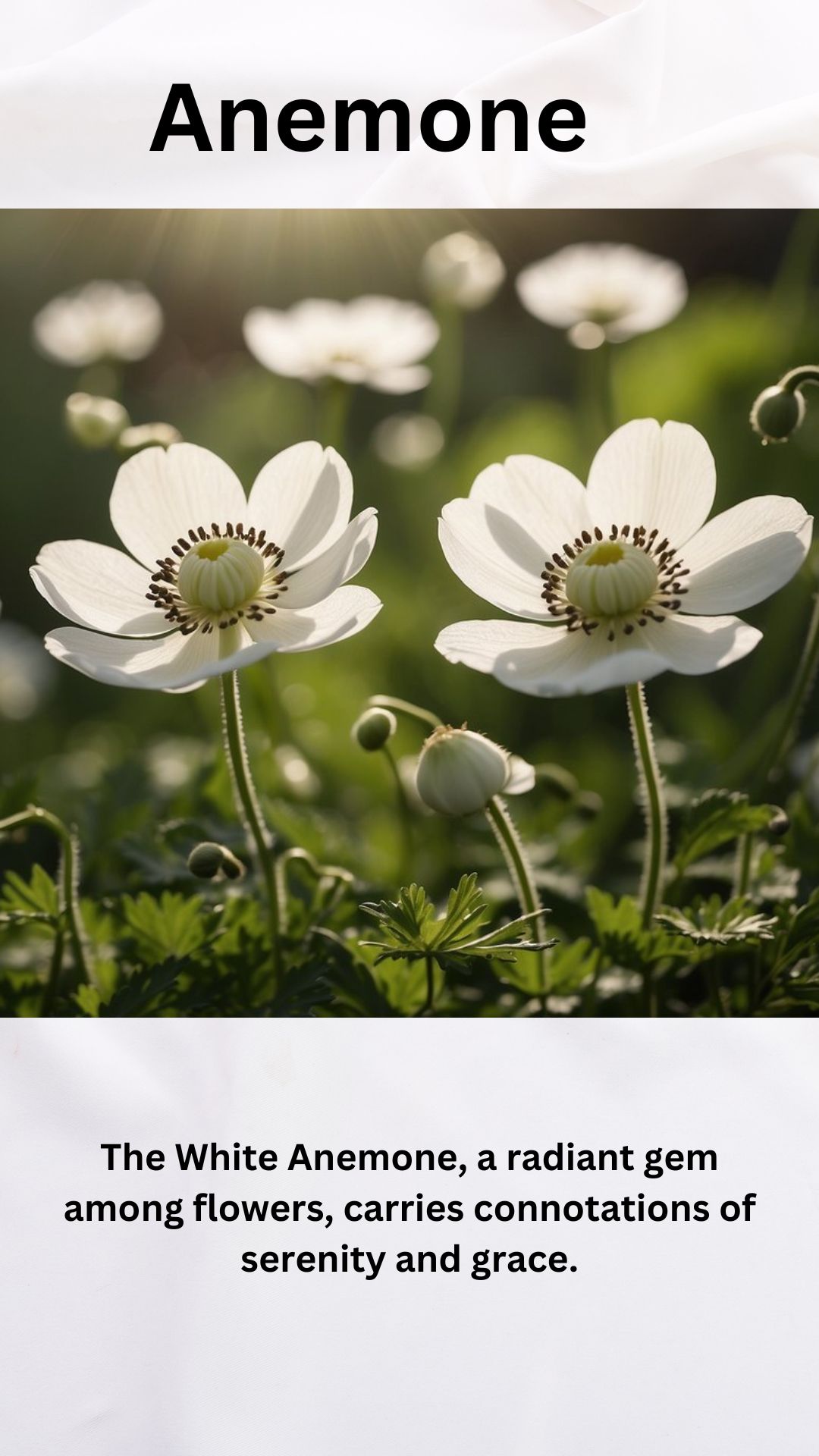 White Anemone