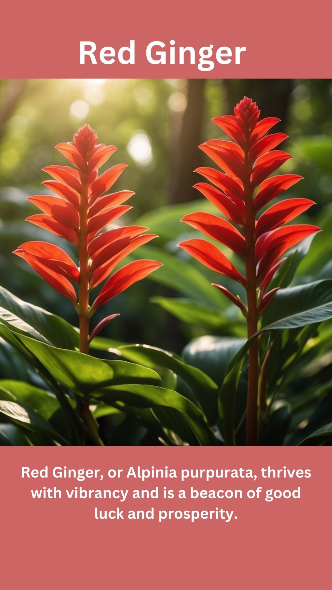 Red Ginger
