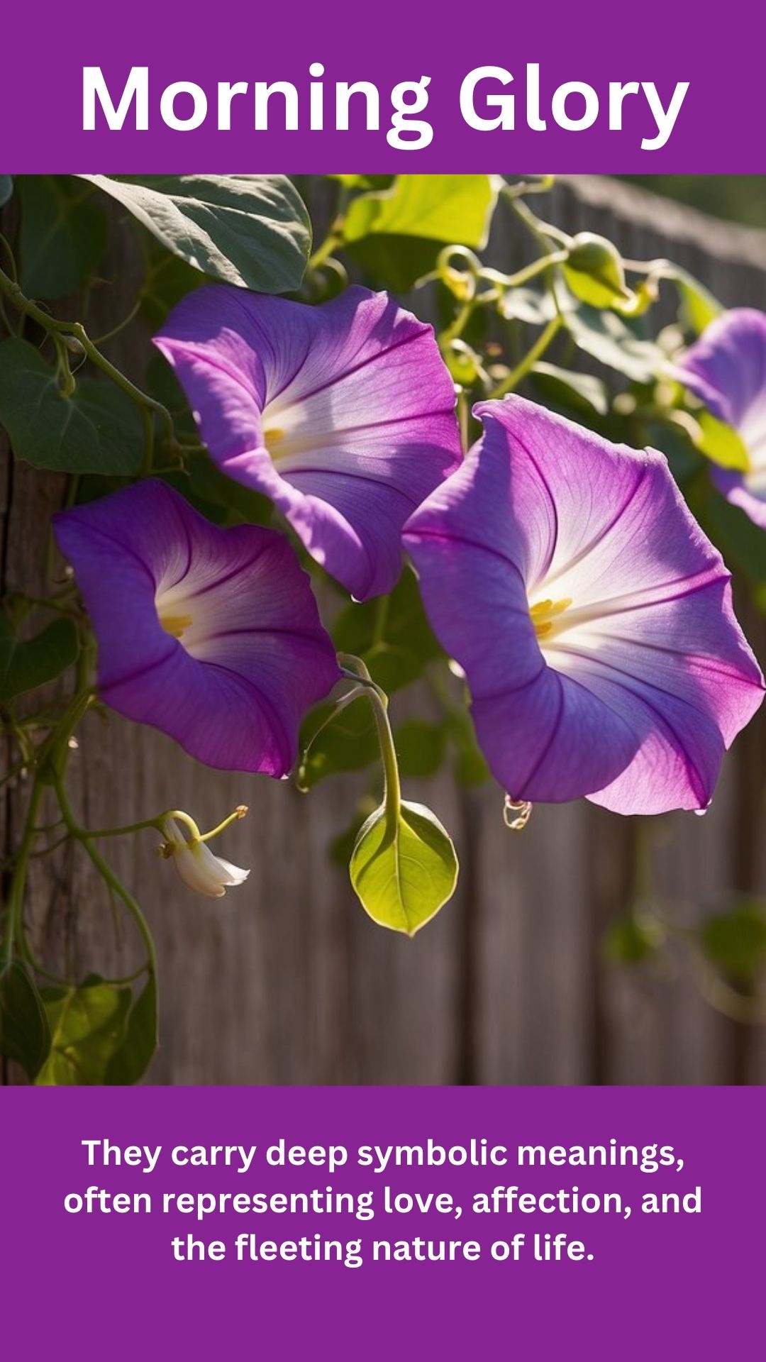 Morning Glory
