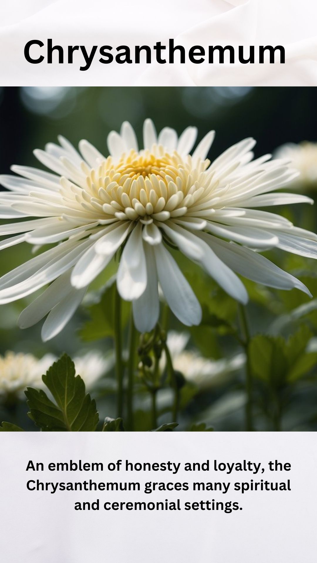 White Chrysanthemum
