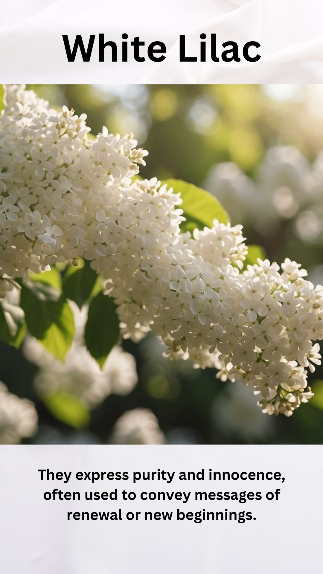 White Lilac