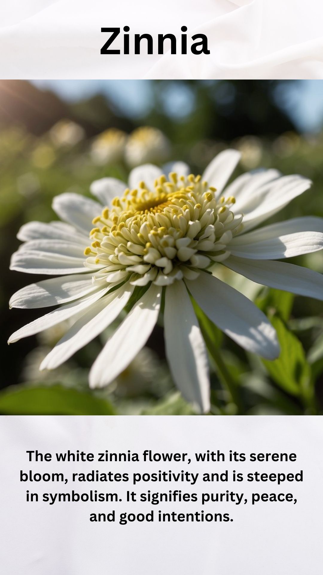 White Zinnia