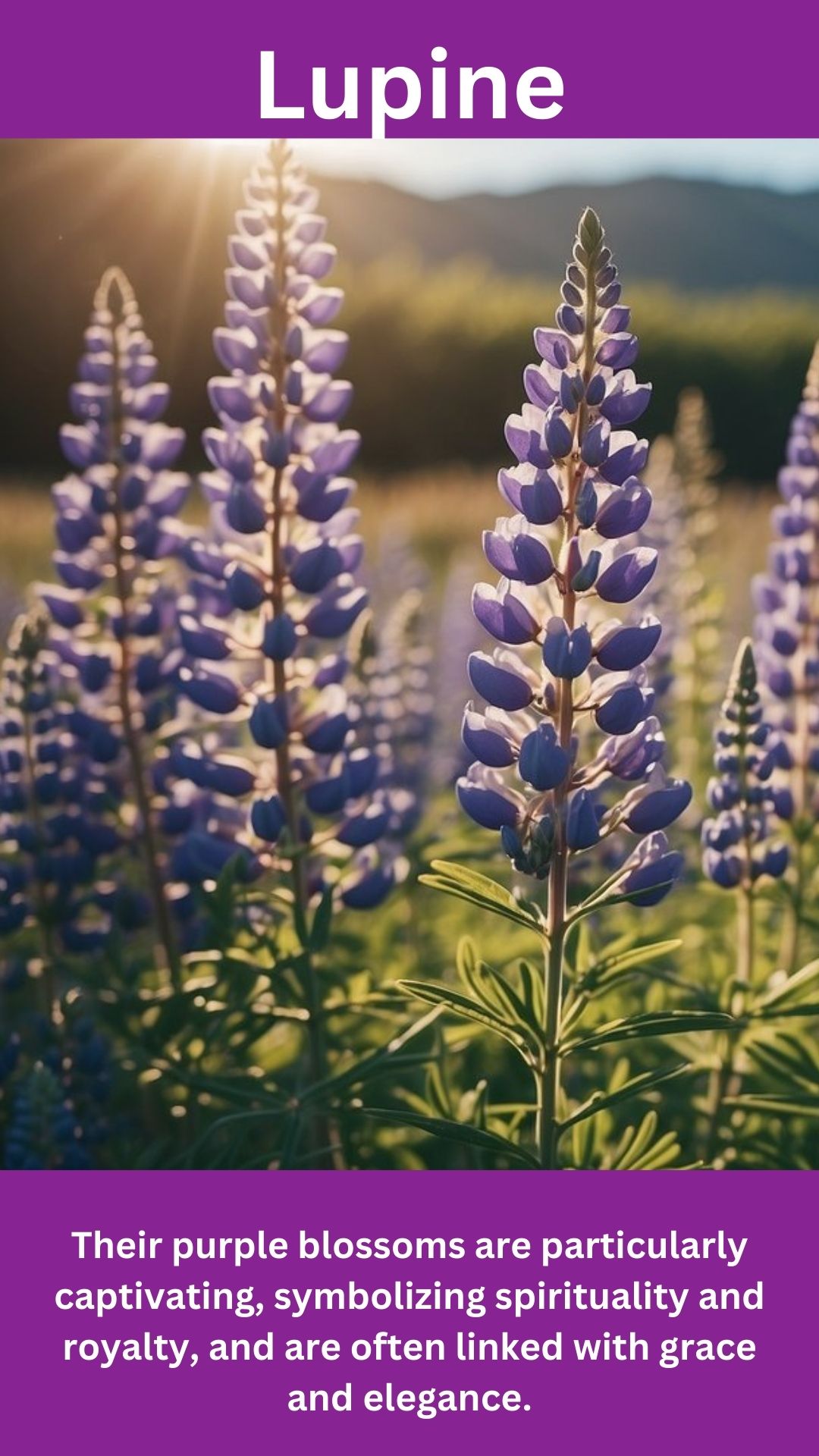 Lupine