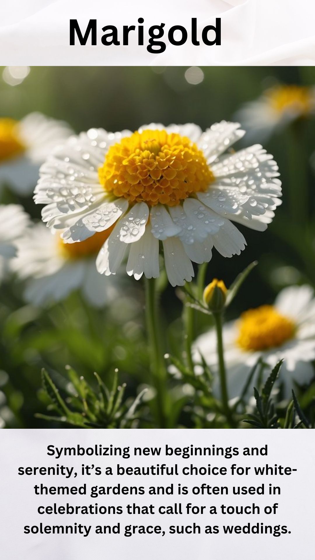 White Marigold
