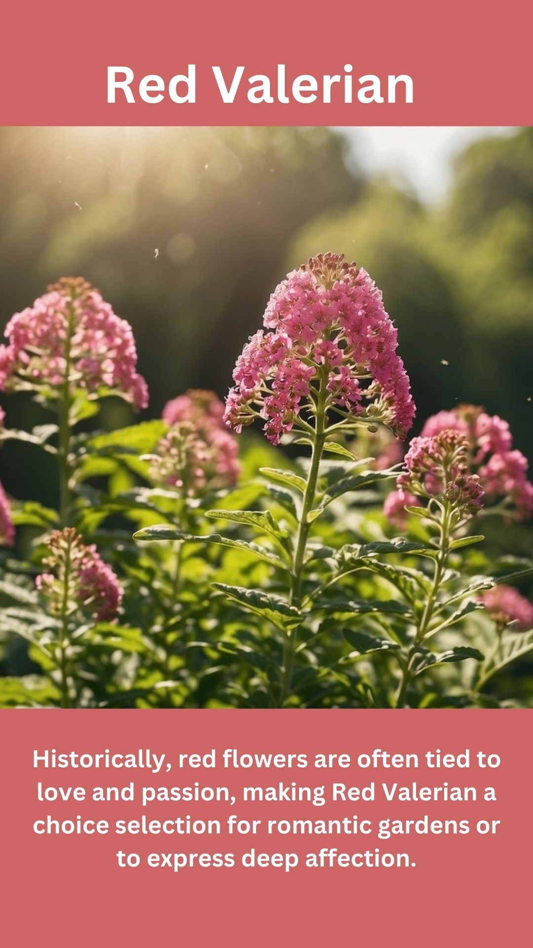 Red Valerian
