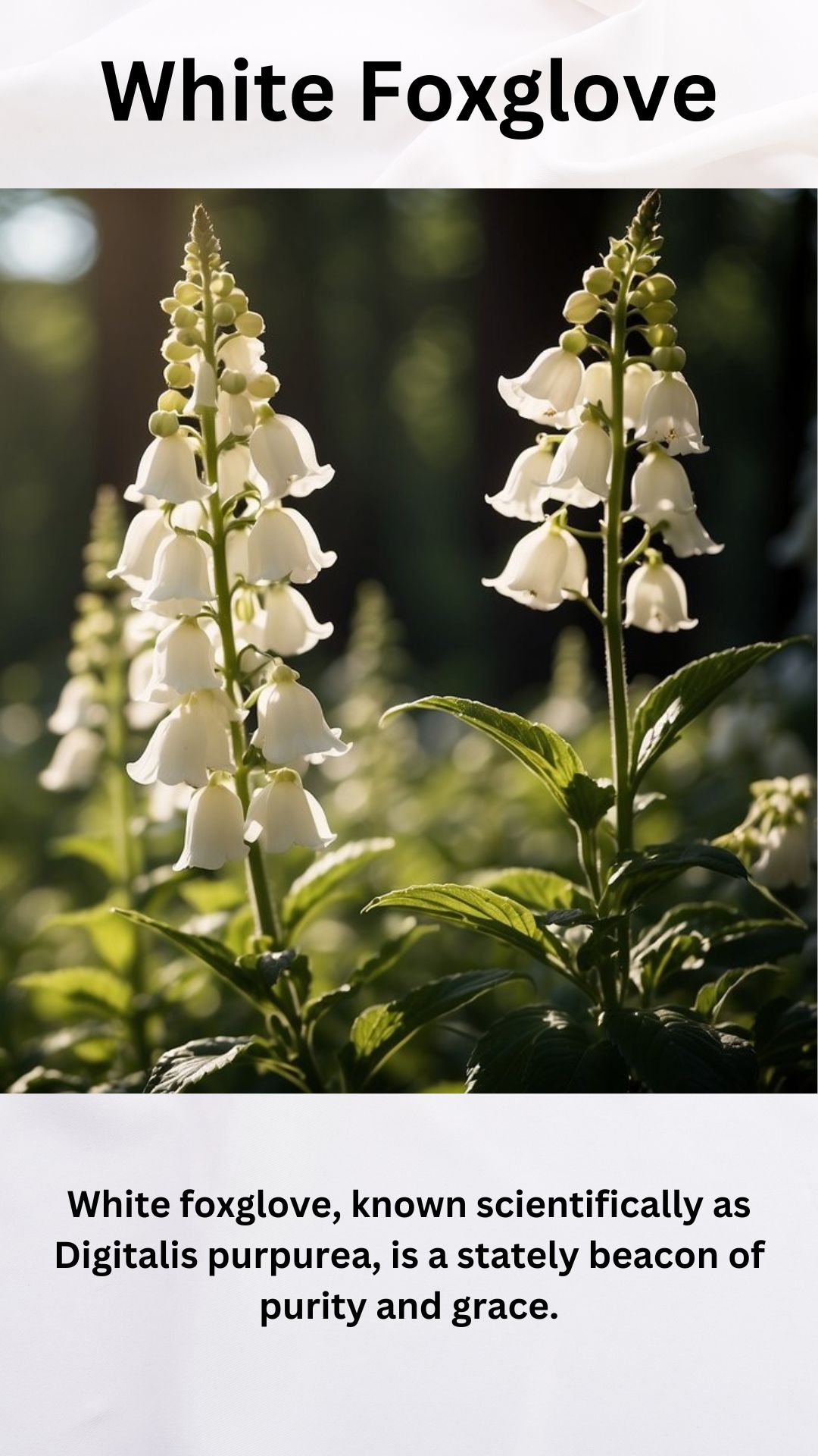 White Foxglove
