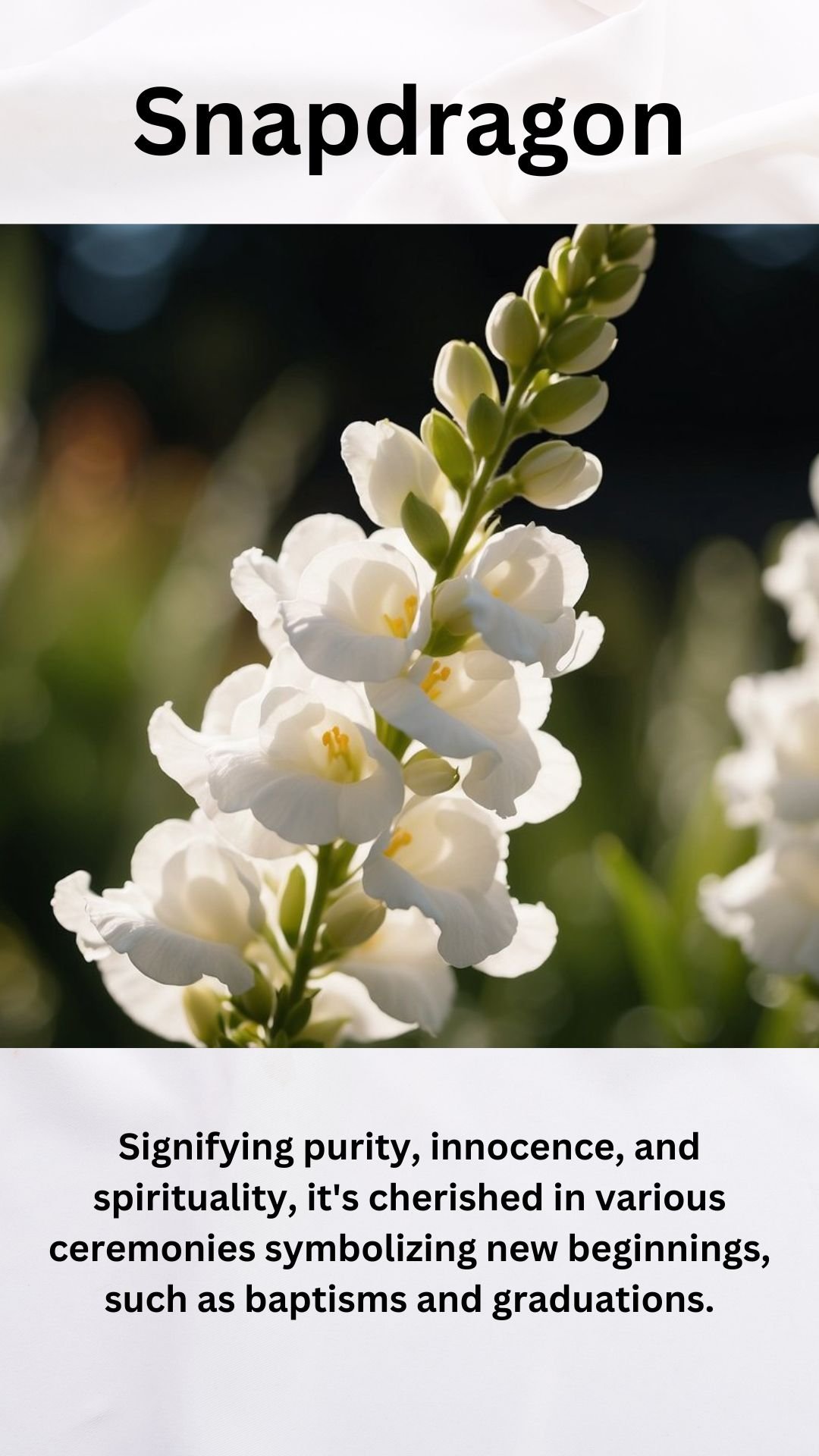 White Snapdragon