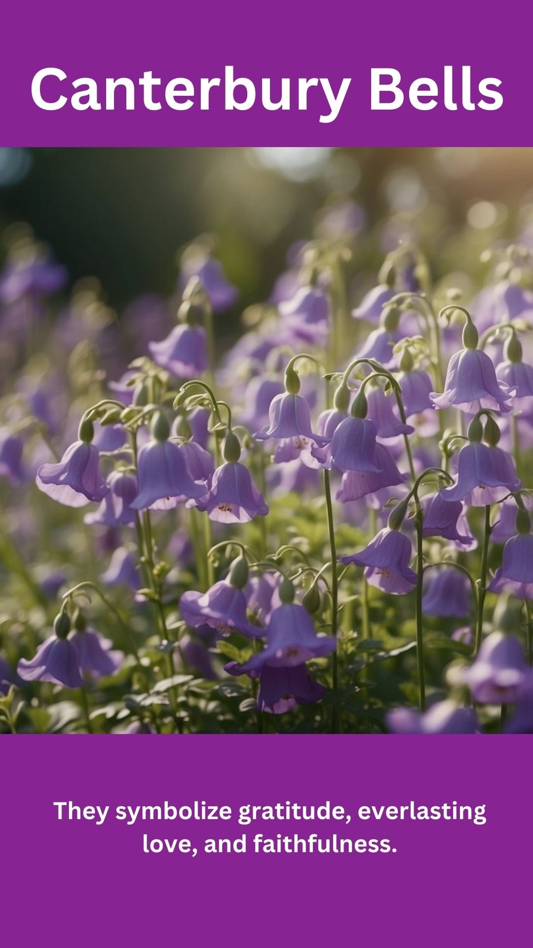 Canterbury Bells