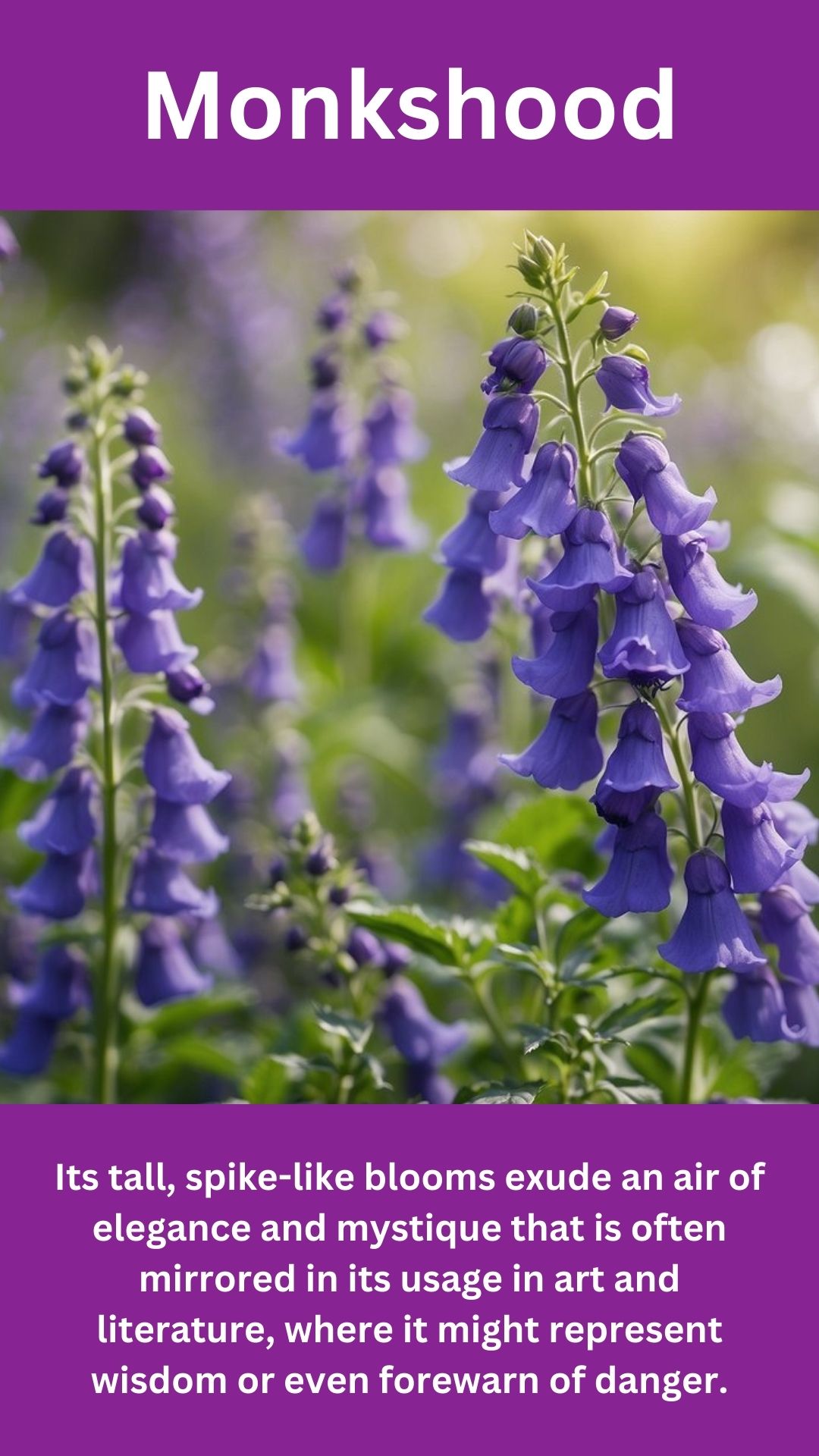 Monkshood