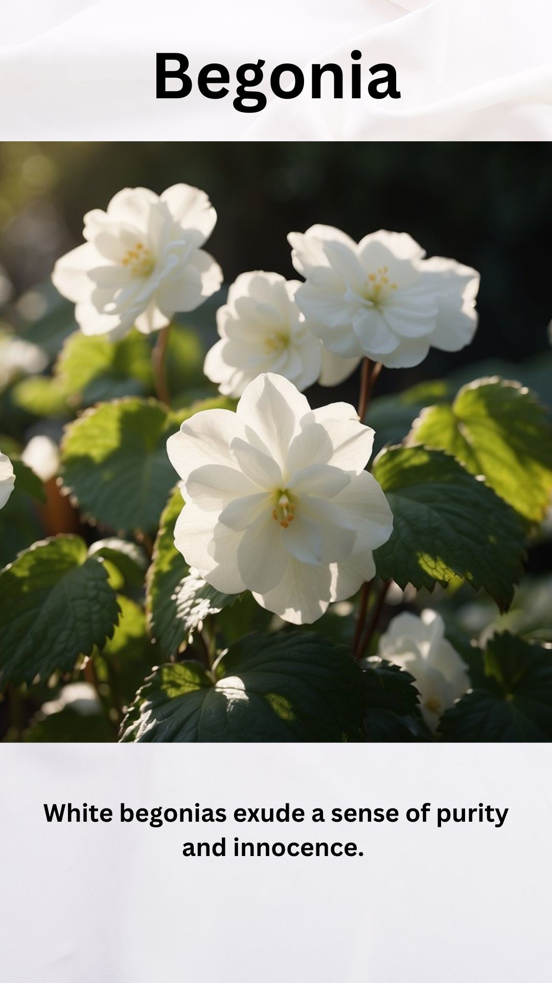 White Begonia