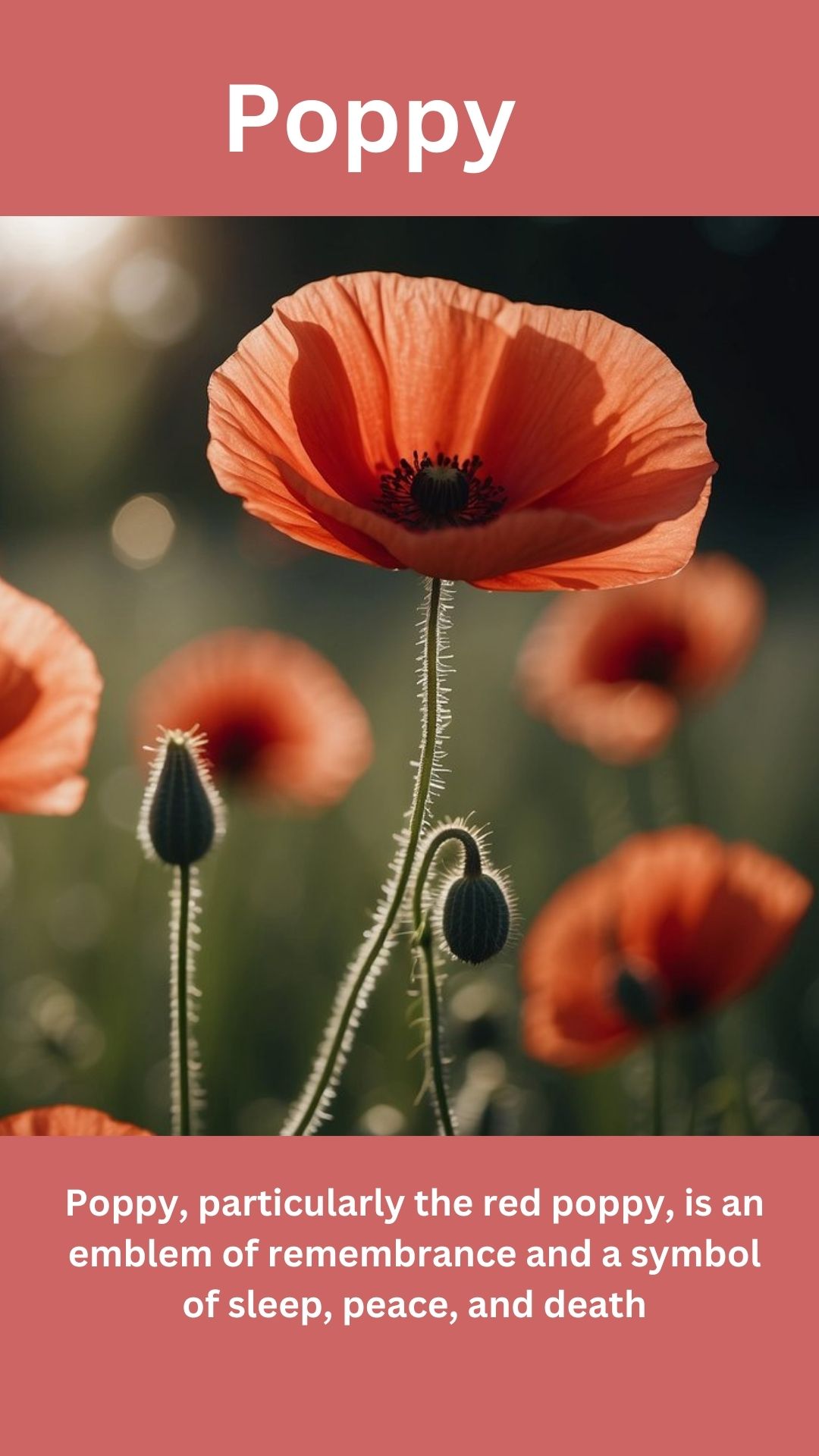 Poppy
