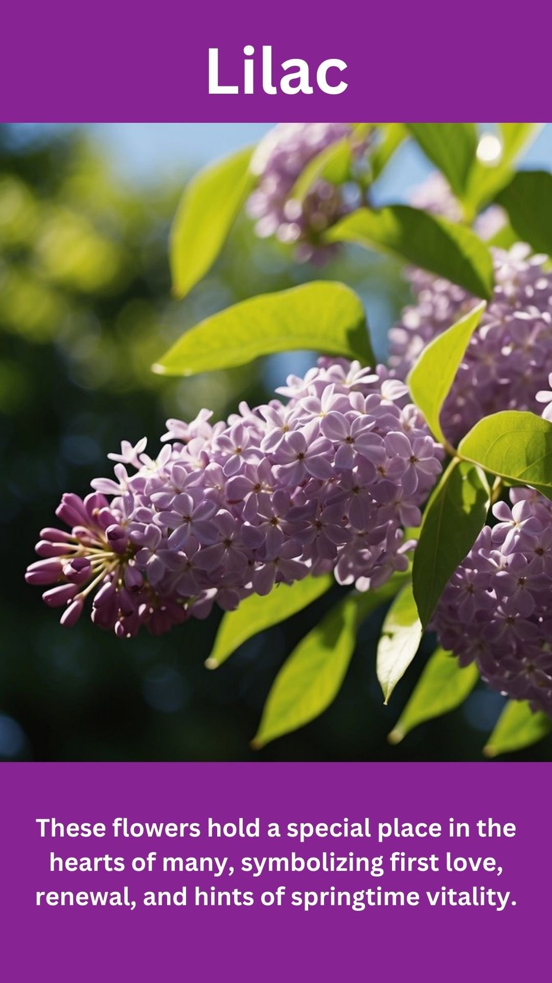 Lilac