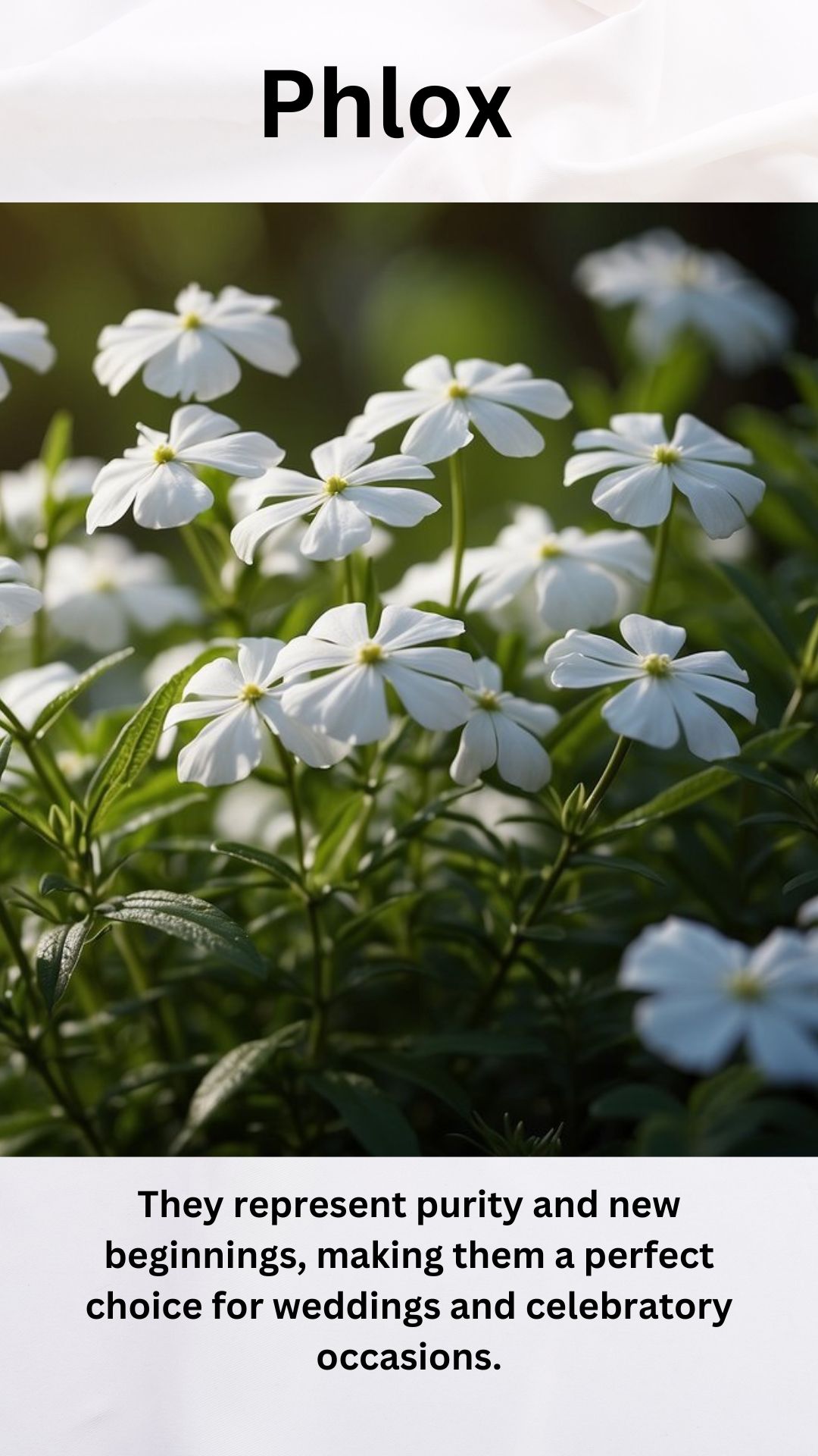 White Phlox