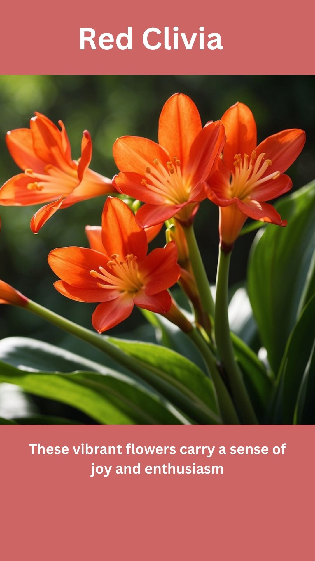 Red Clivia