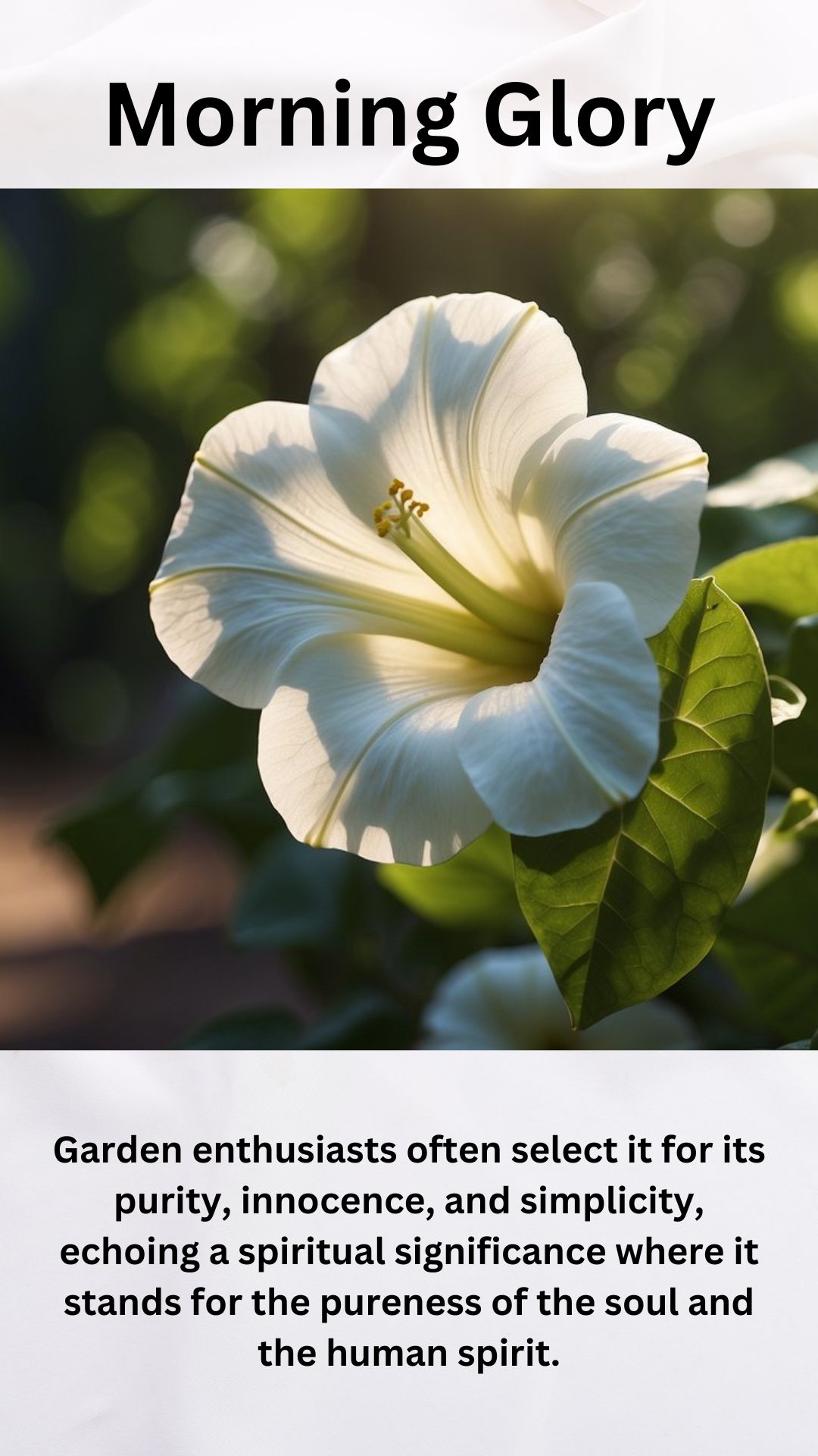 White Morning Glory