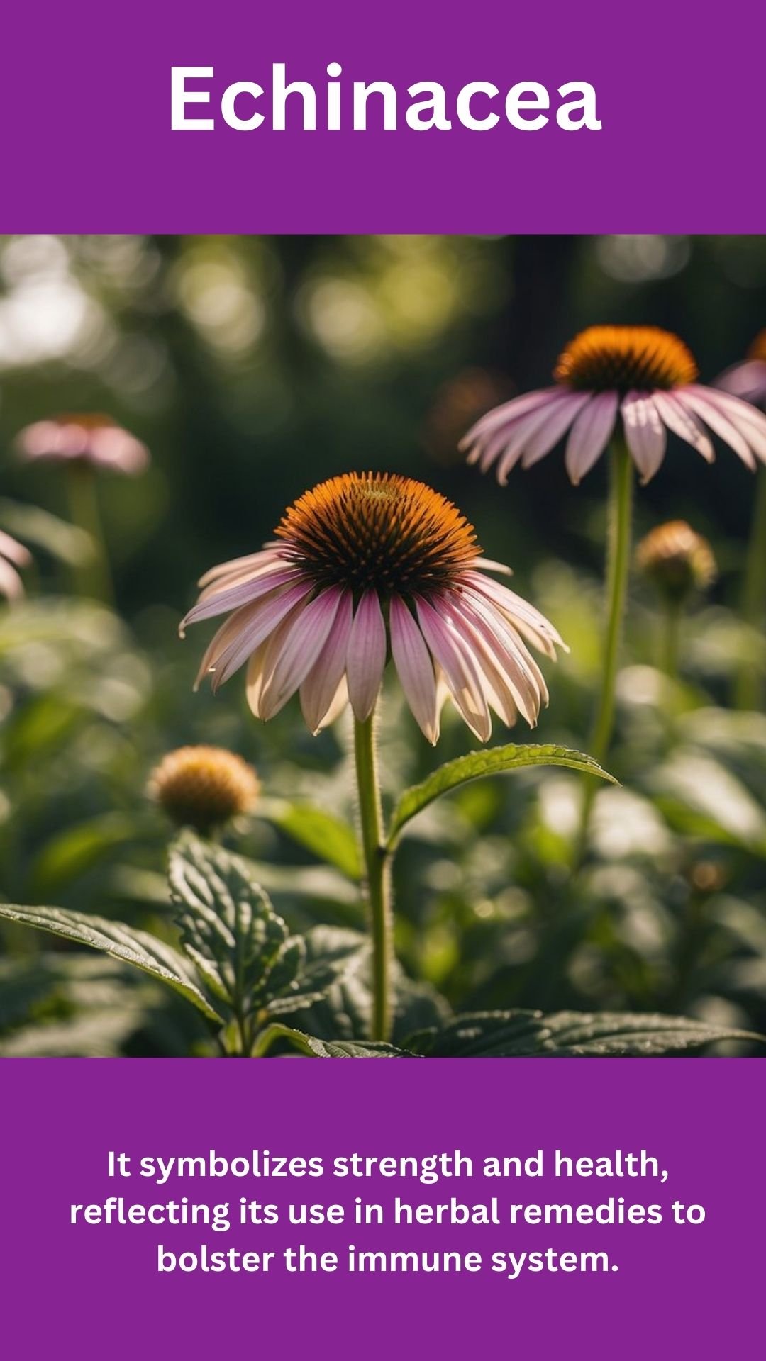 Echinacea